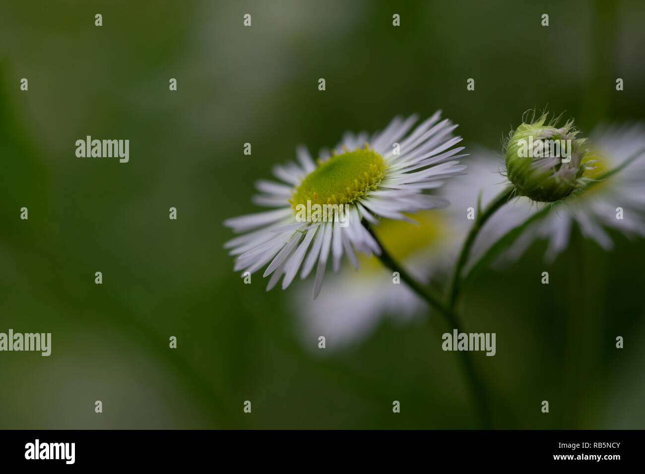 Lila Blumen in einem Garten Stockfoto