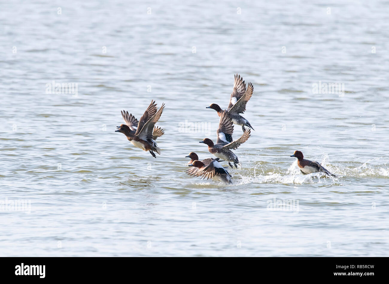 Stockenten fliegen vor einem See. Stockfoto