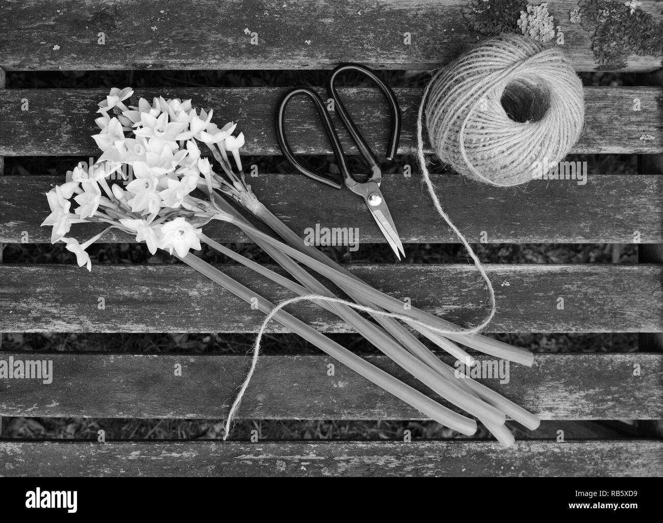 Ball der Garn- und Gartenarbeit Schere mit ein Bündel weißer Narzissen Blumen auf einem holzstäbchen Sitzbank - monochrom Verarbeitung Stockfoto