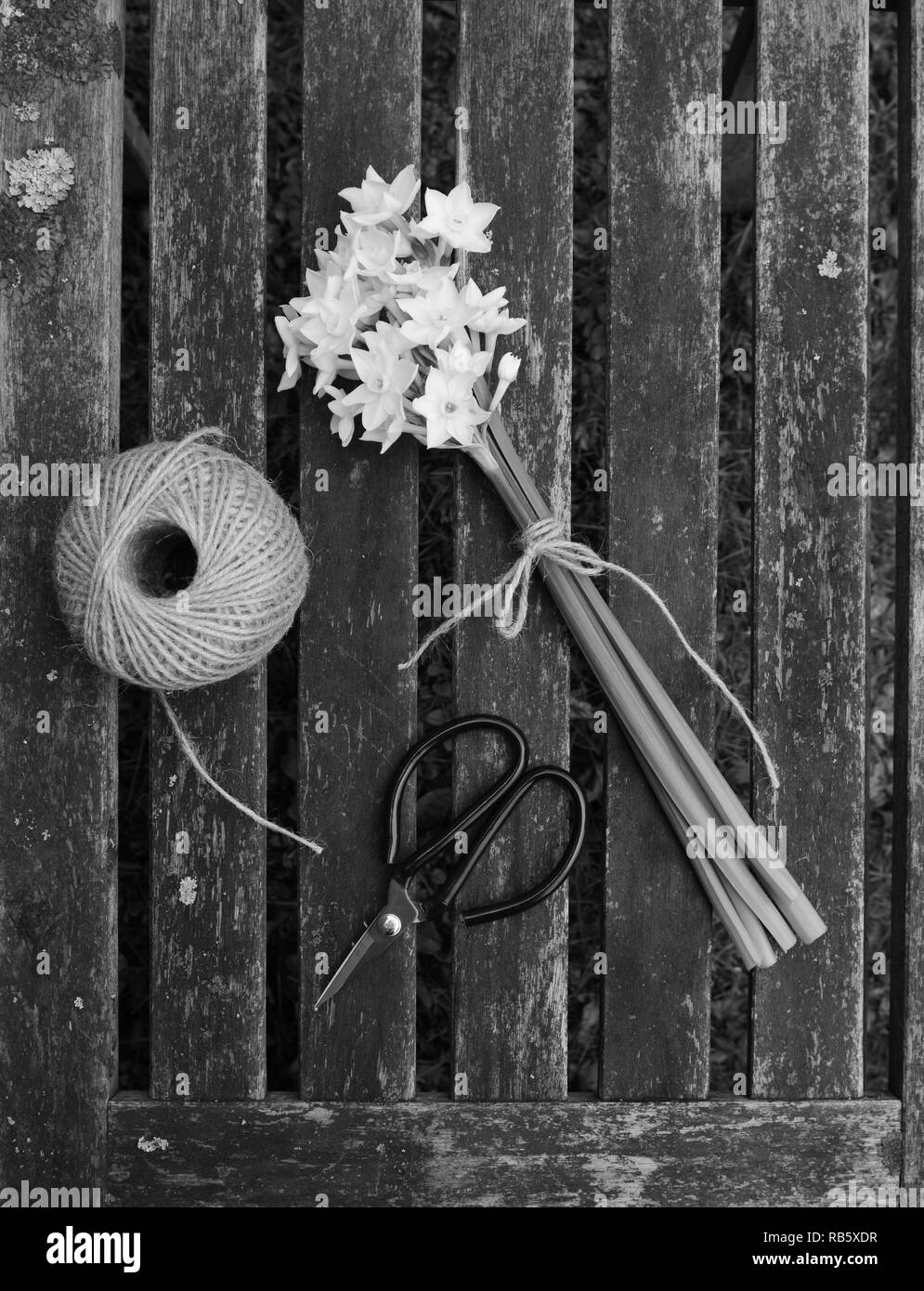 Narzissen Blumen mit Garn gebunden, mit einer Kugel aus Garten string und Schere auf einem holzstäbchen Hintergrund für Schwarzweiß-Verarbeitung Stockfoto
