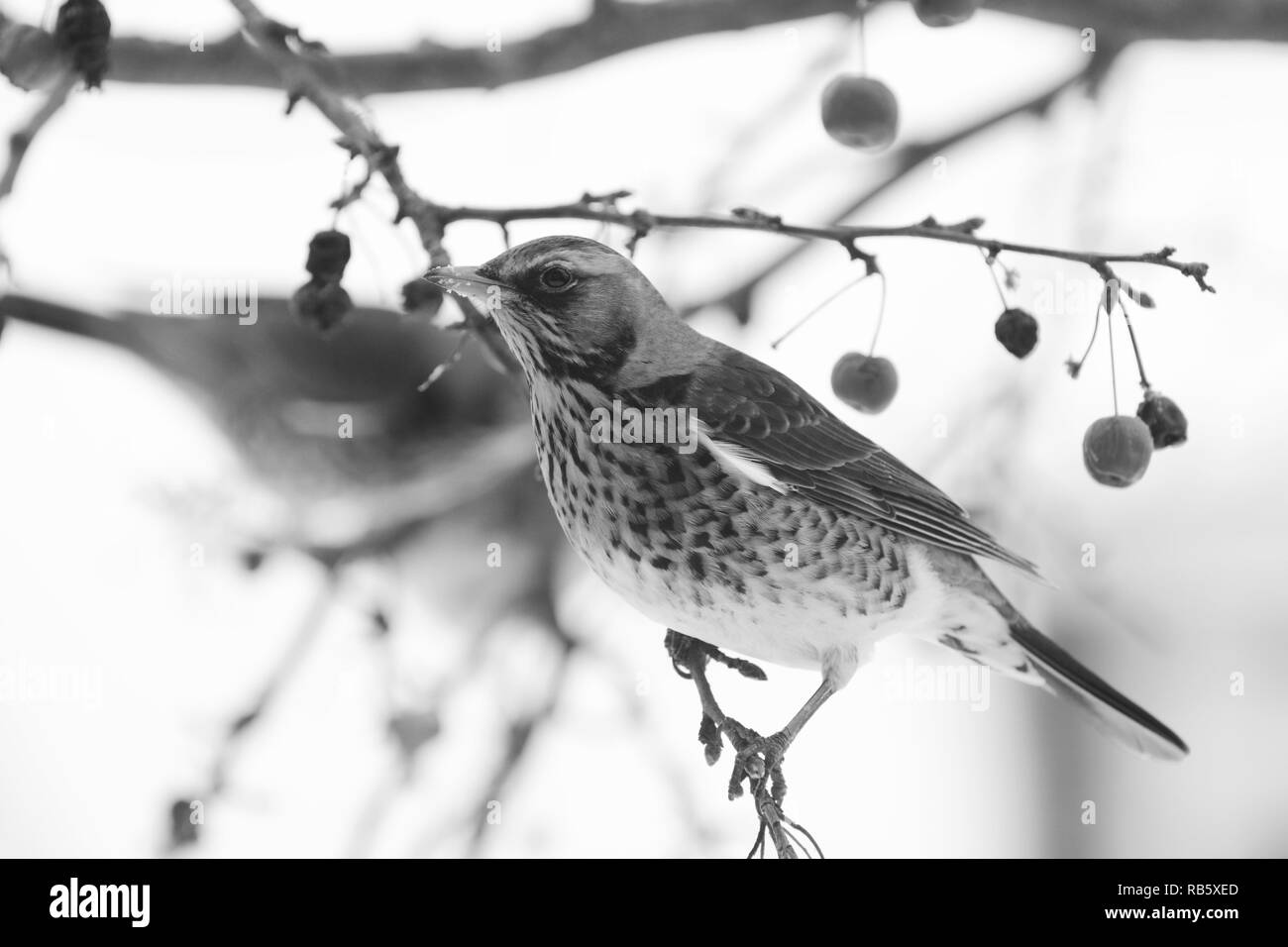 Wacholderdrossel auf Crab apple tree branch im Winter, mit Resten der Frucht auf seinem Schnabel. In der Regel auf landwirtschaftlichen Nutzflächen die Vögel in Gärten gesehen werden können, Stockfoto