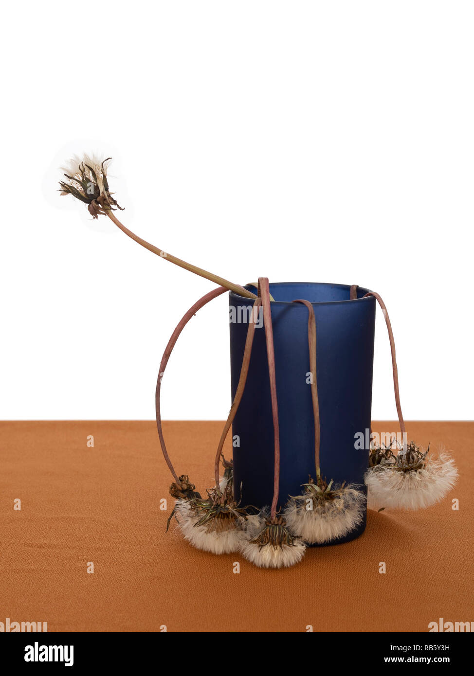 Killing Time, sterbende Löwenzahn in der Vase. Noch immer leben Konzept. Auf weiß isoliert. Stockfoto