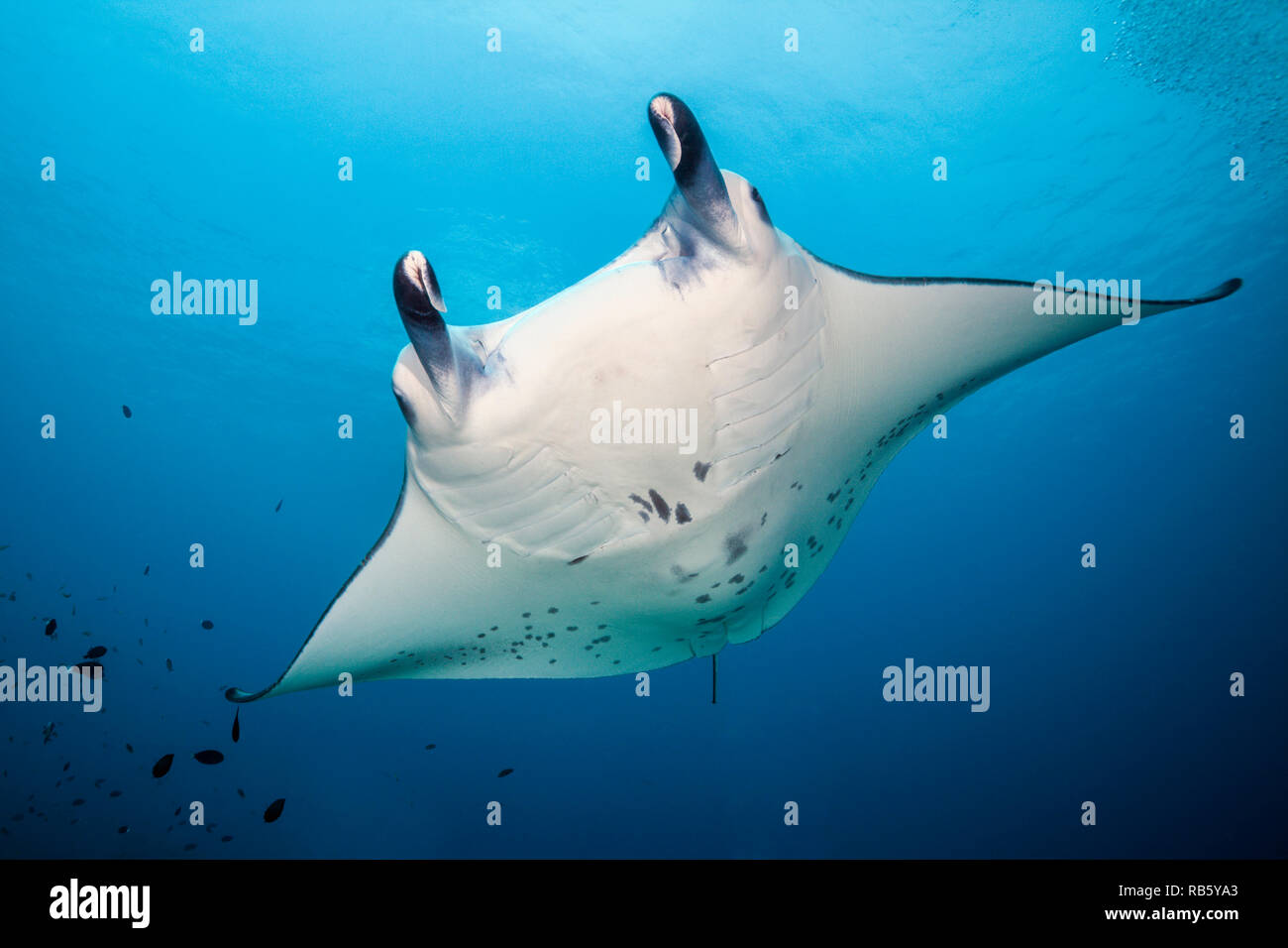 Reef Manta Manta alfredi, Indischer Ozean, Malediven Stockfoto