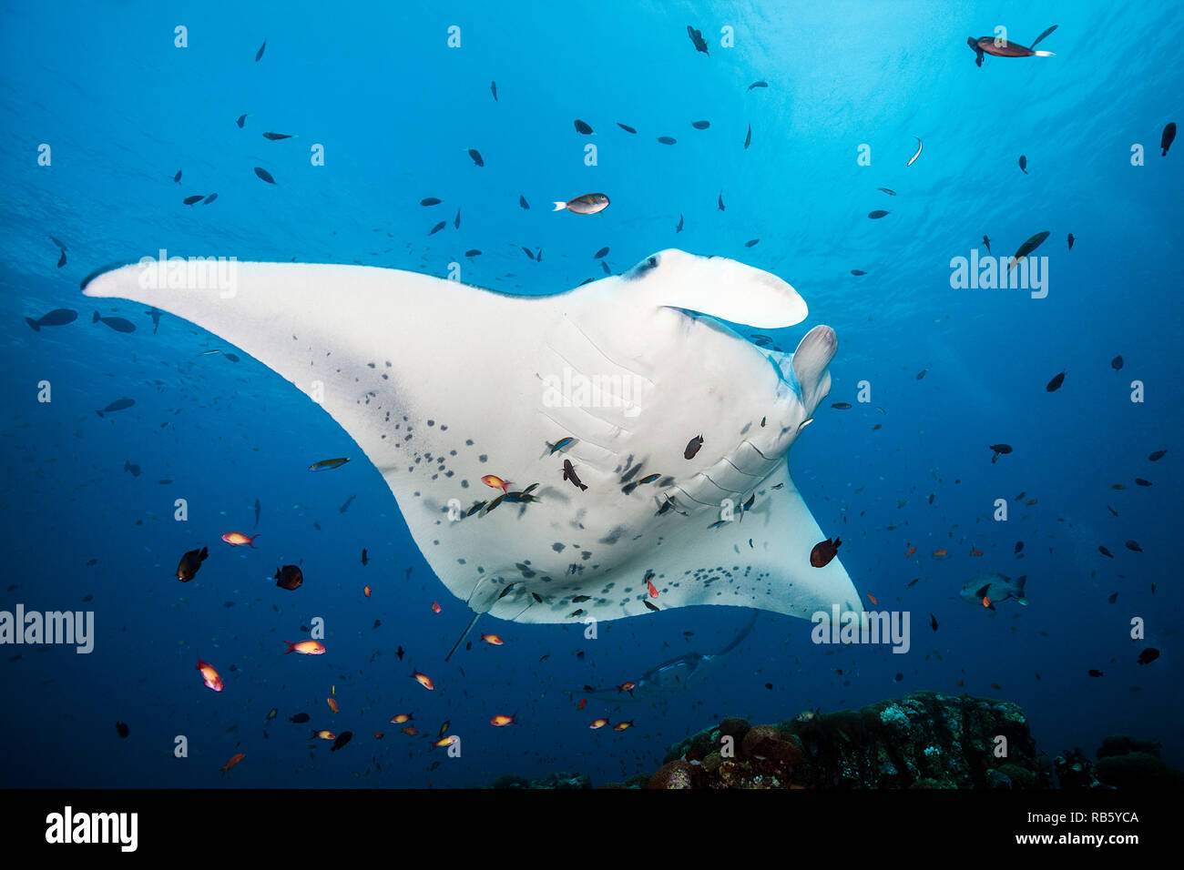 Reef Manta Ray über Reinigungsstation, Manta alfredi, Indischer Ozean, Malediven Stockfoto