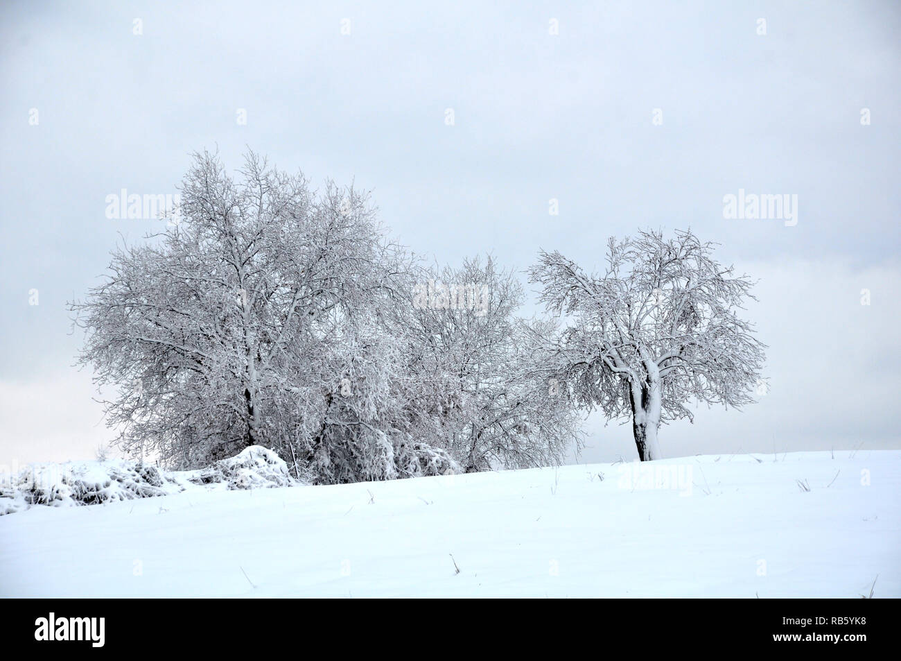 Verschneite Landschaft mit grossen Bäumen Stockfoto