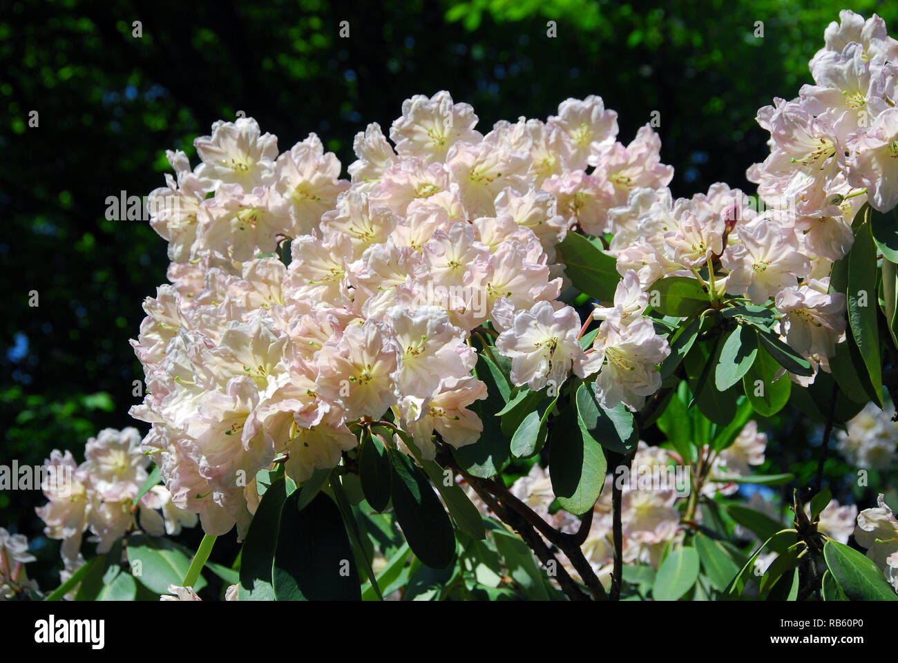 Blühende Rhododendron im Jeli Arboretum, Ungarn. Rhododendron, Rhododendren, havasszépe oder rododendron Stockfoto
