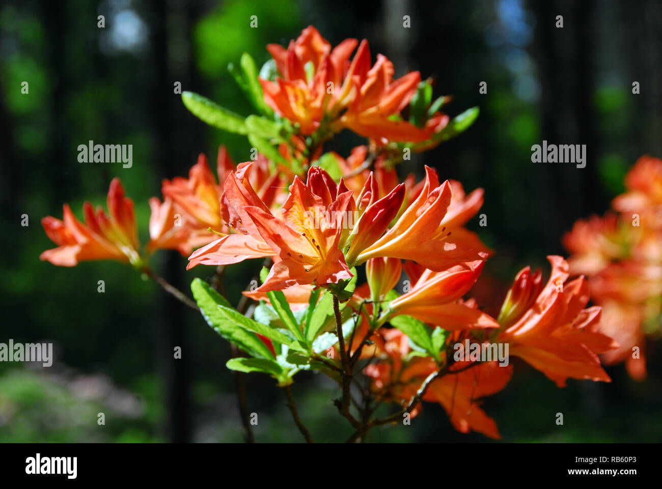 Blühende Rhododendron im Jeli Arboretum, Ungarn. Rhododendron, Rhododendren, havasszépe oder rododendron Stockfoto
