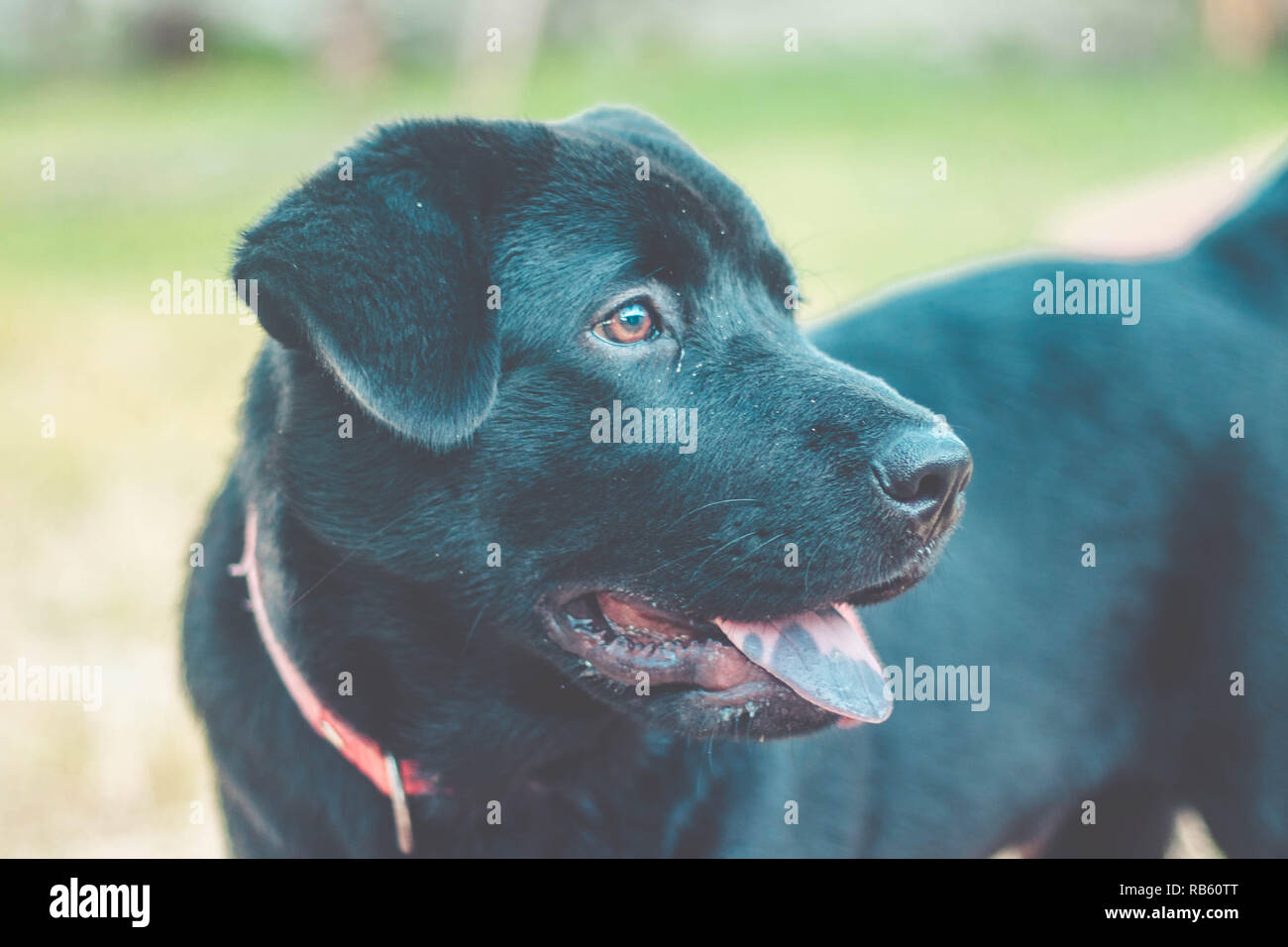 Hund mit herausgestreckter Zunge. Schwarzer Labrador Retriever im Freien im Garten Stockfoto