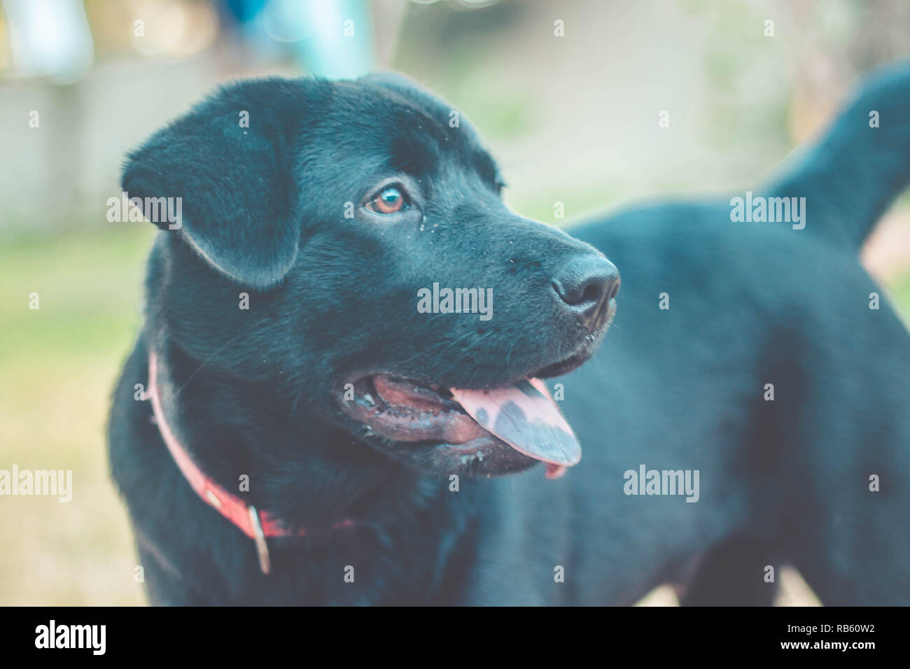 Hund mit herausgestreckter Zunge. Schwarzer Labrador Retriever im Freien im Garten Stockfoto