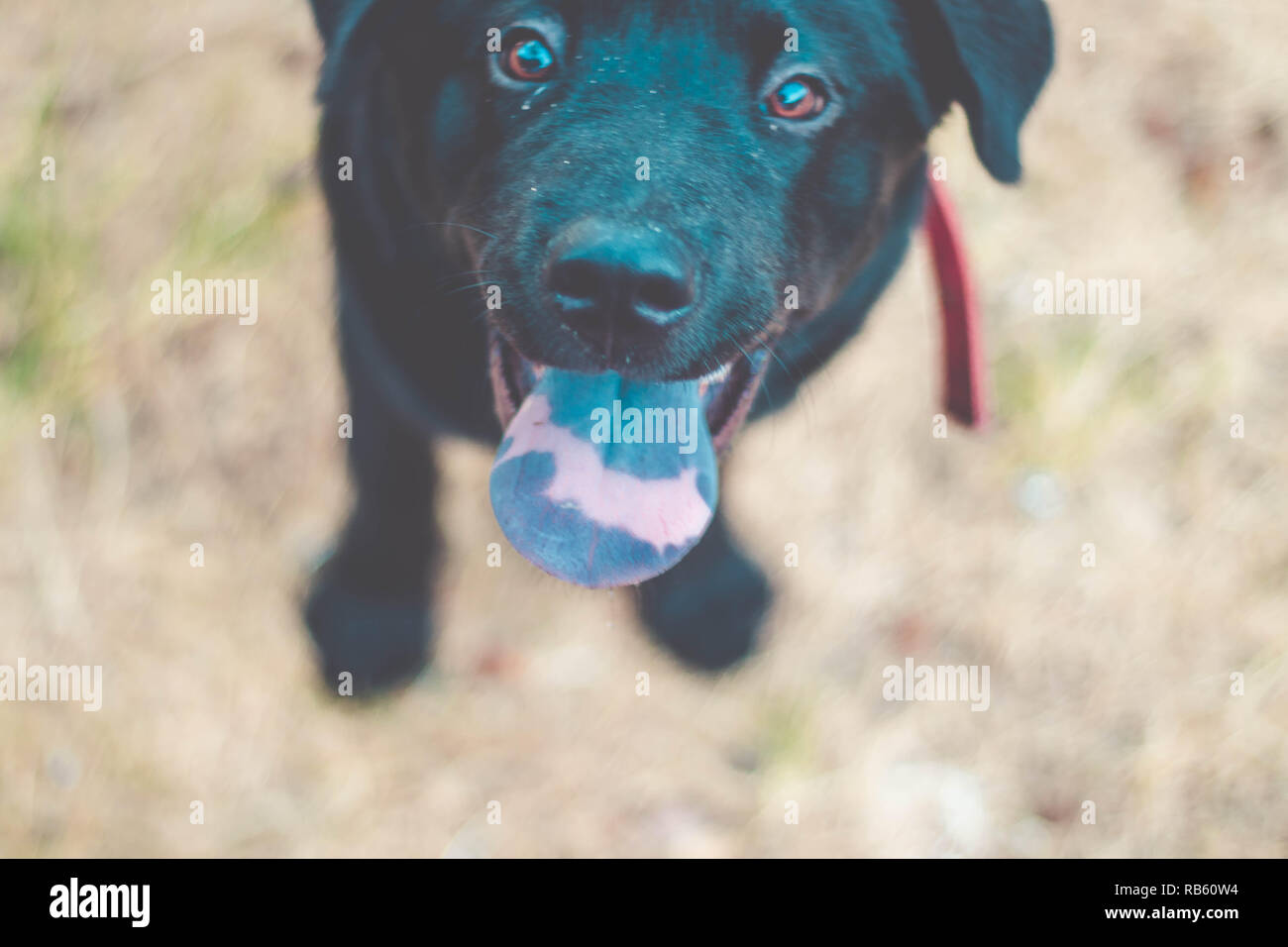 Hund mit herausgestreckter Zunge in die Kamera schaut. Schwarzer Labrador Retriever im Freien im Garten Stockfoto