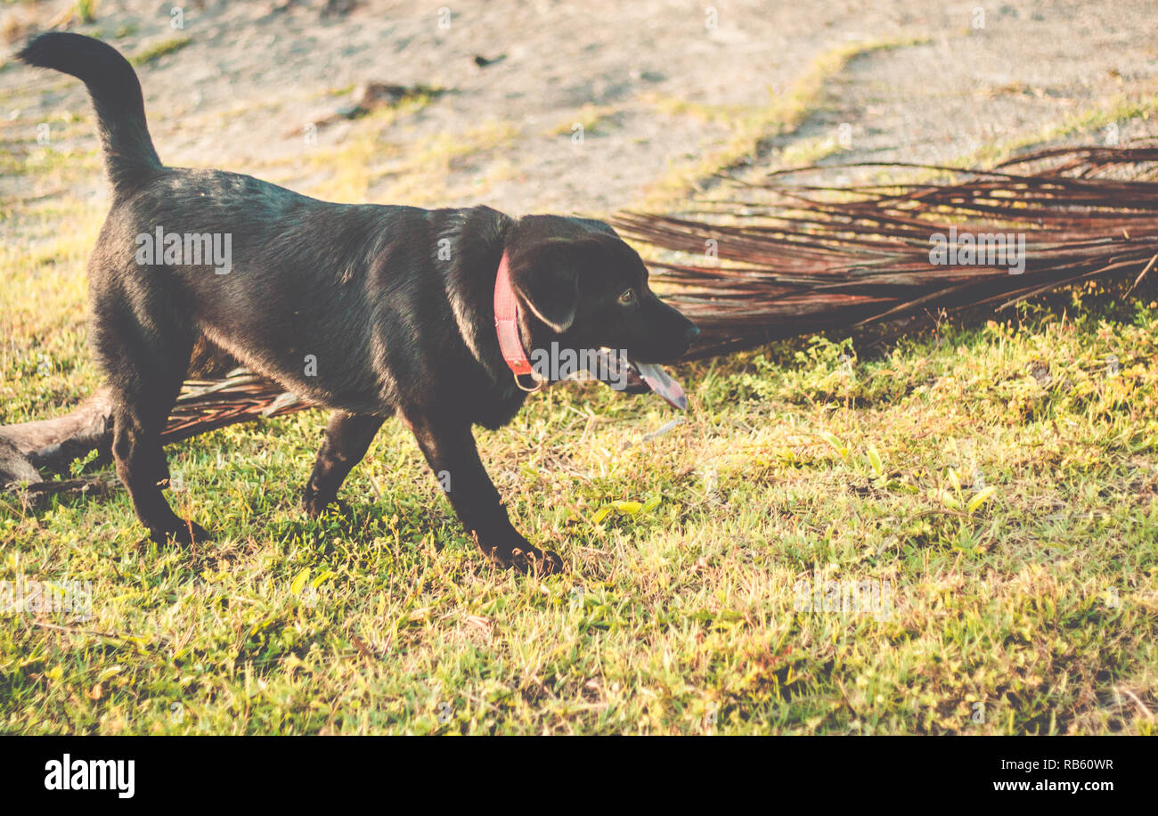 Hund mit der Zunge heraus. Schöne schwarze Labrador Retriever draußen im Garten Stockfoto
