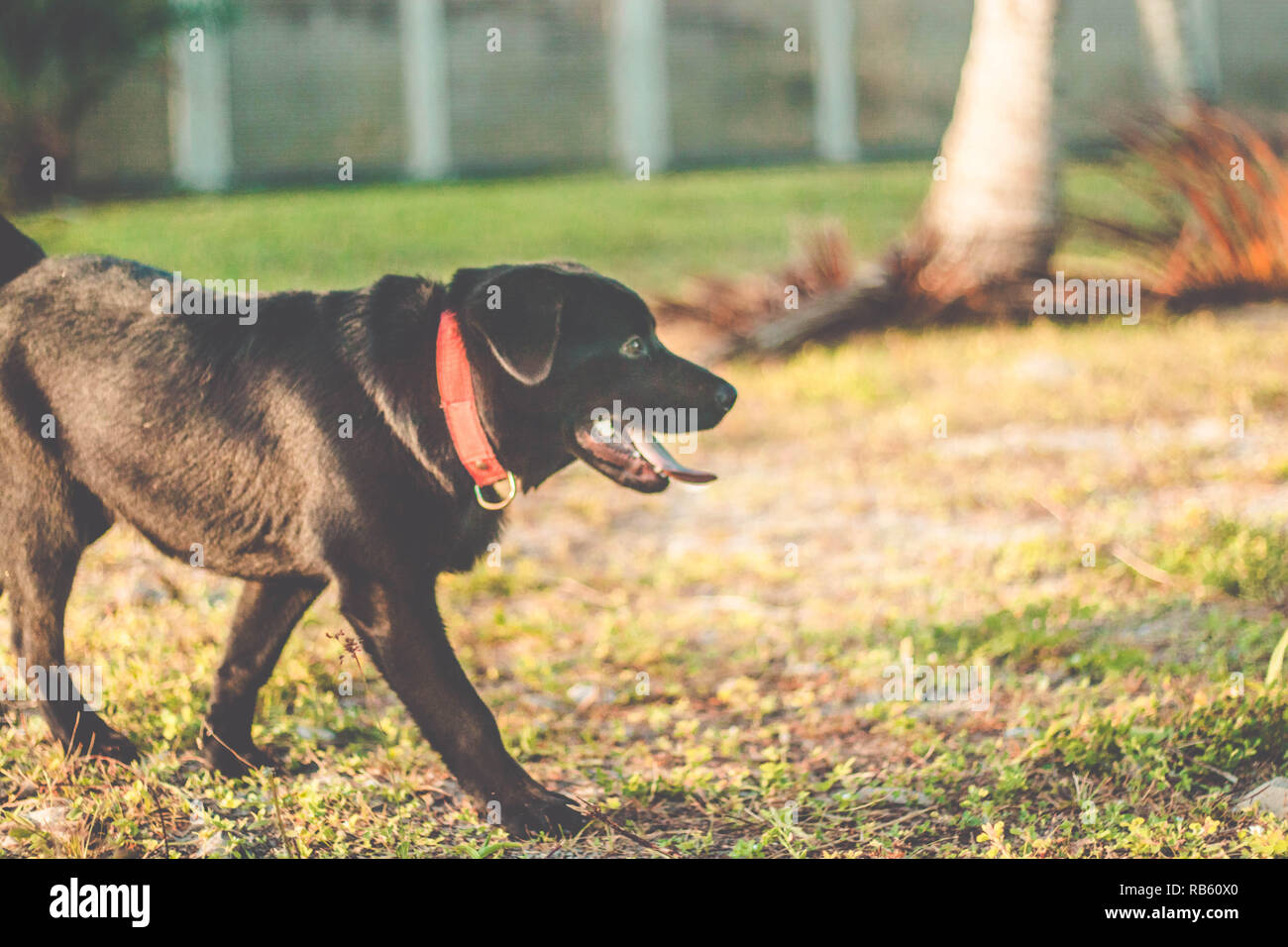 Hund mit der Zunge heraus. Schöne schwarze Labrador Retriever draußen im Garten Stockfoto