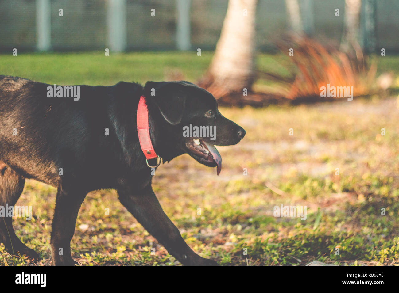 Hund mit der Zunge heraus. Schöne schwarze Labrador Retriever draußen im Garten Stockfoto