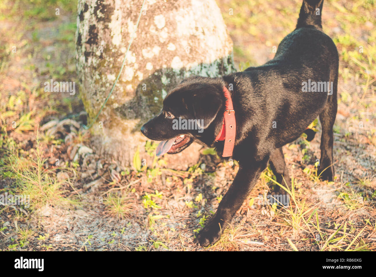 Hund mit der Zunge heraus. Schöne schwarze Labrador Retriever draußen im Garten Stockfoto