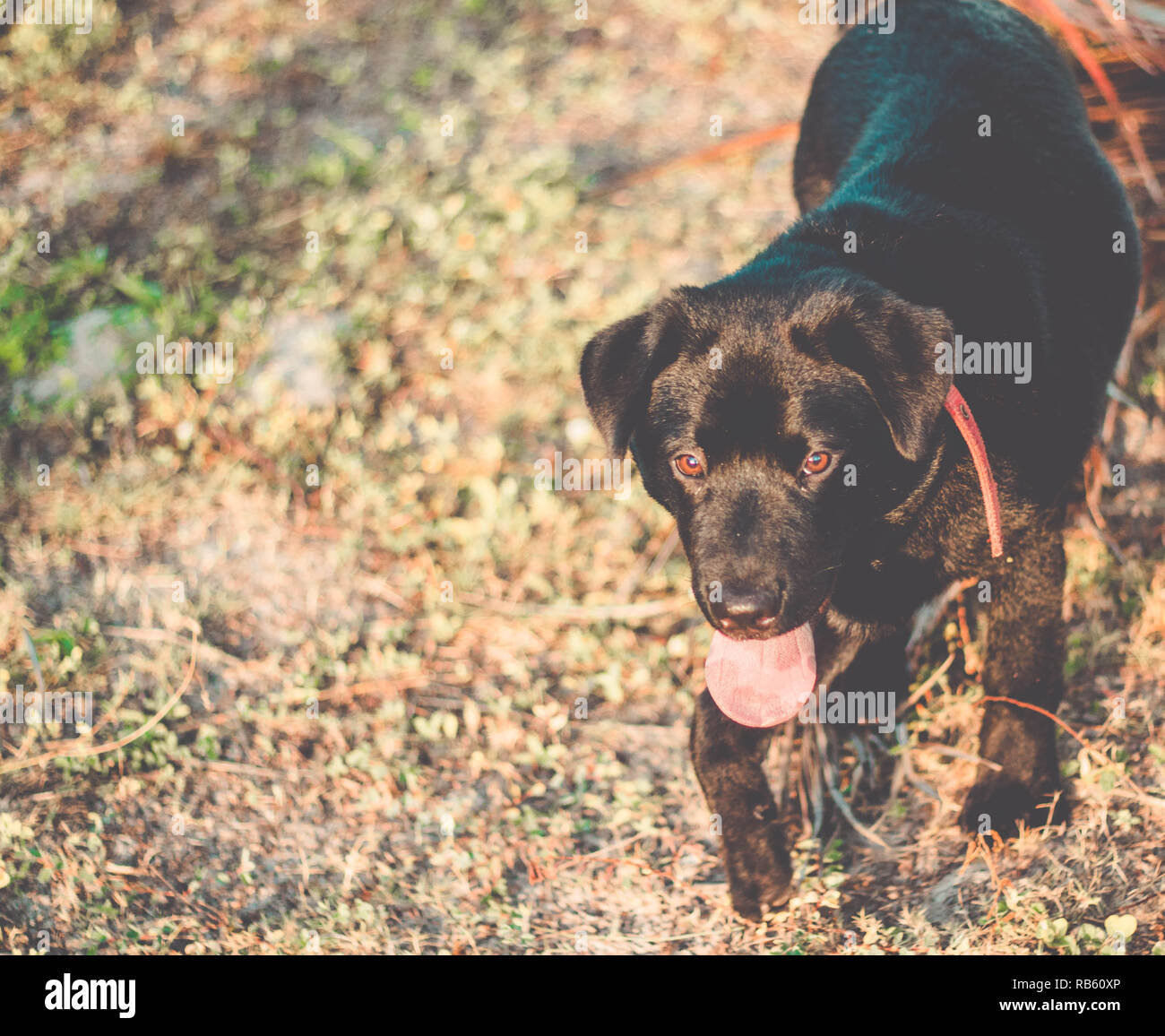 Hund mit der Zunge heraus. Schöne schwarze Labrador Retriever draußen im Garten Stockfoto
