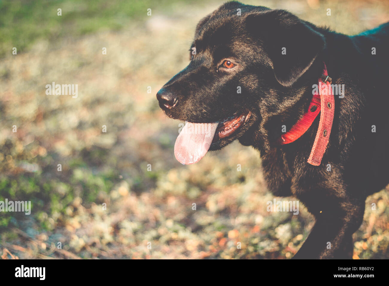 Hund mit der Zunge heraus. Schöne schwarze Labrador Retriever draußen im Garten Stockfoto