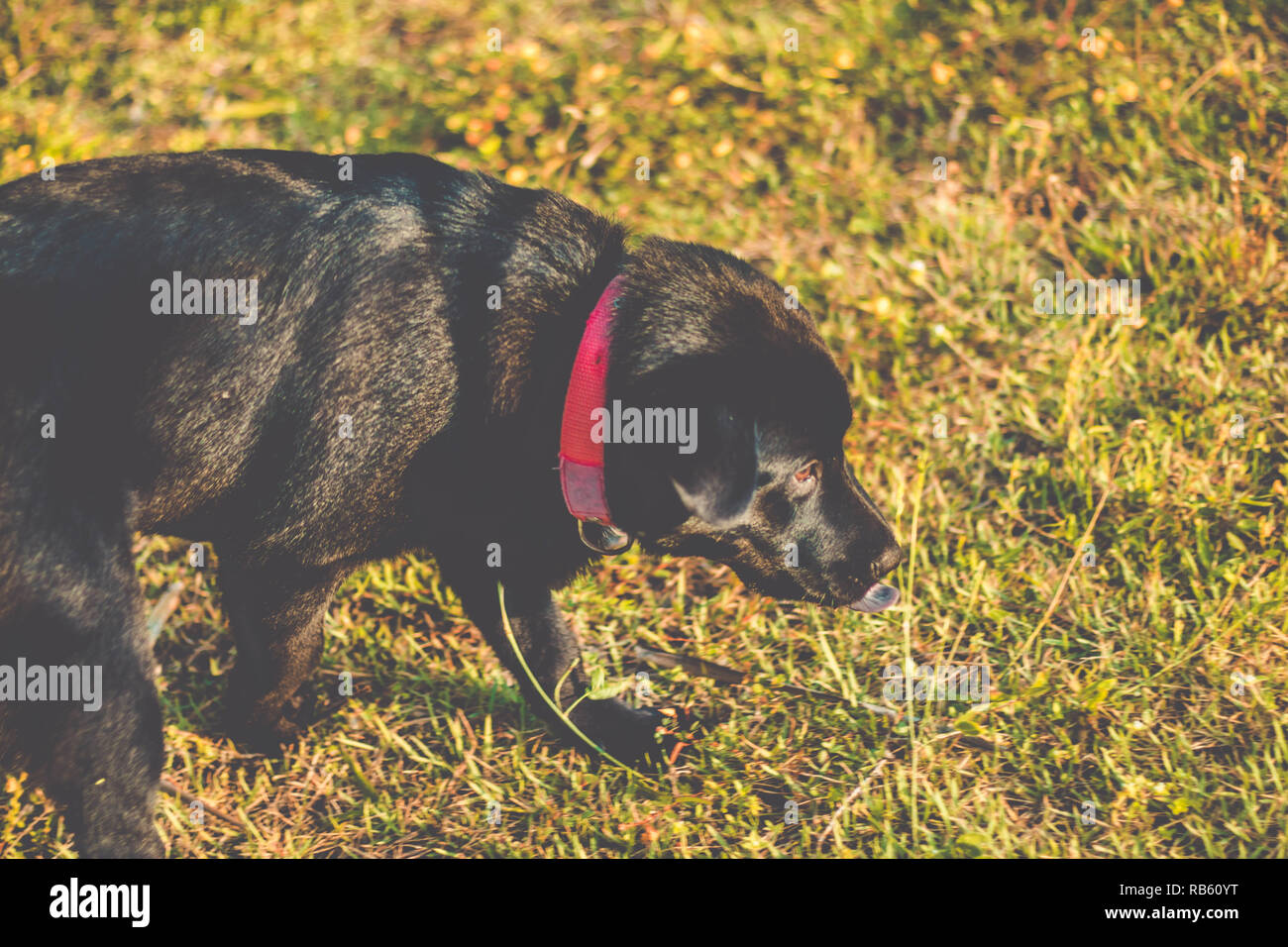 Hundewiesen draußen im Garten. Schwarzer Labrador Retriever Stockfoto
