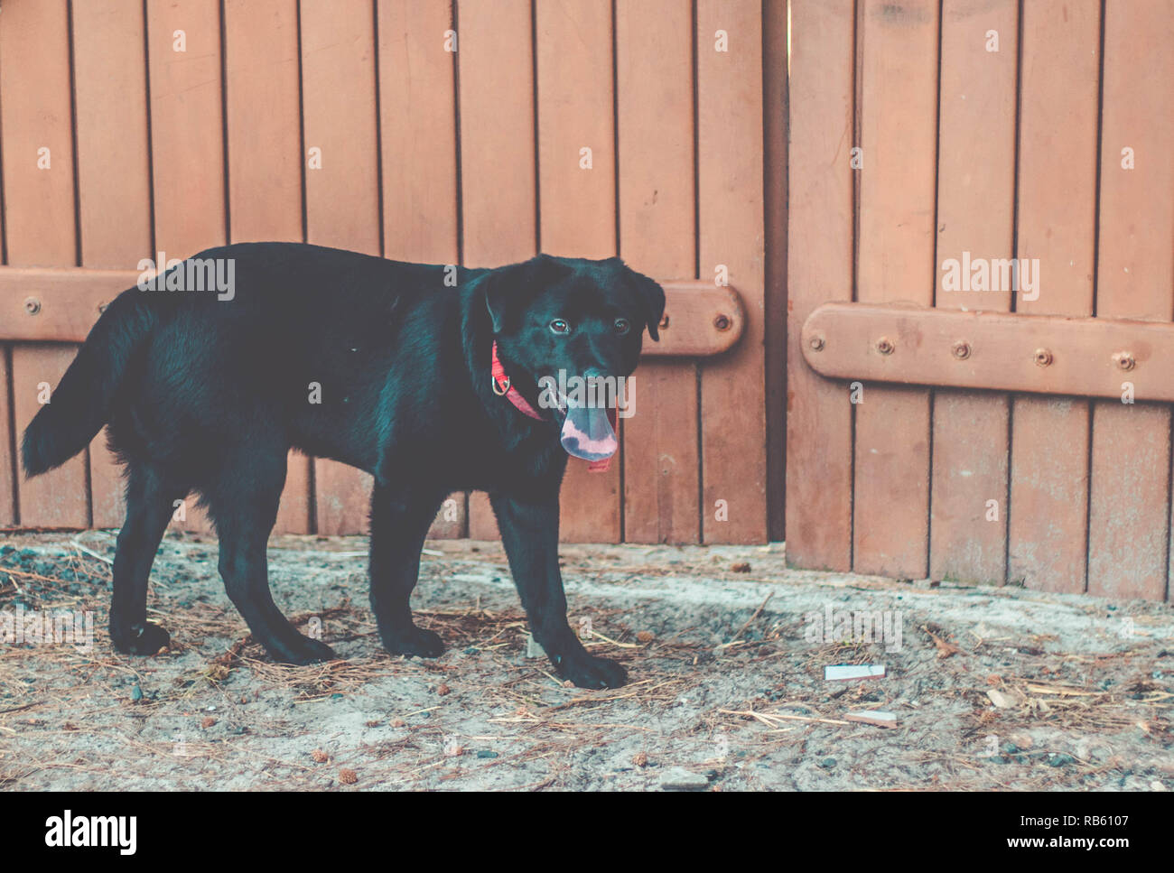 Hund mit der Zunge heraus. Schöne schwarze Labrador Retriever draußen im Garten Stockfoto