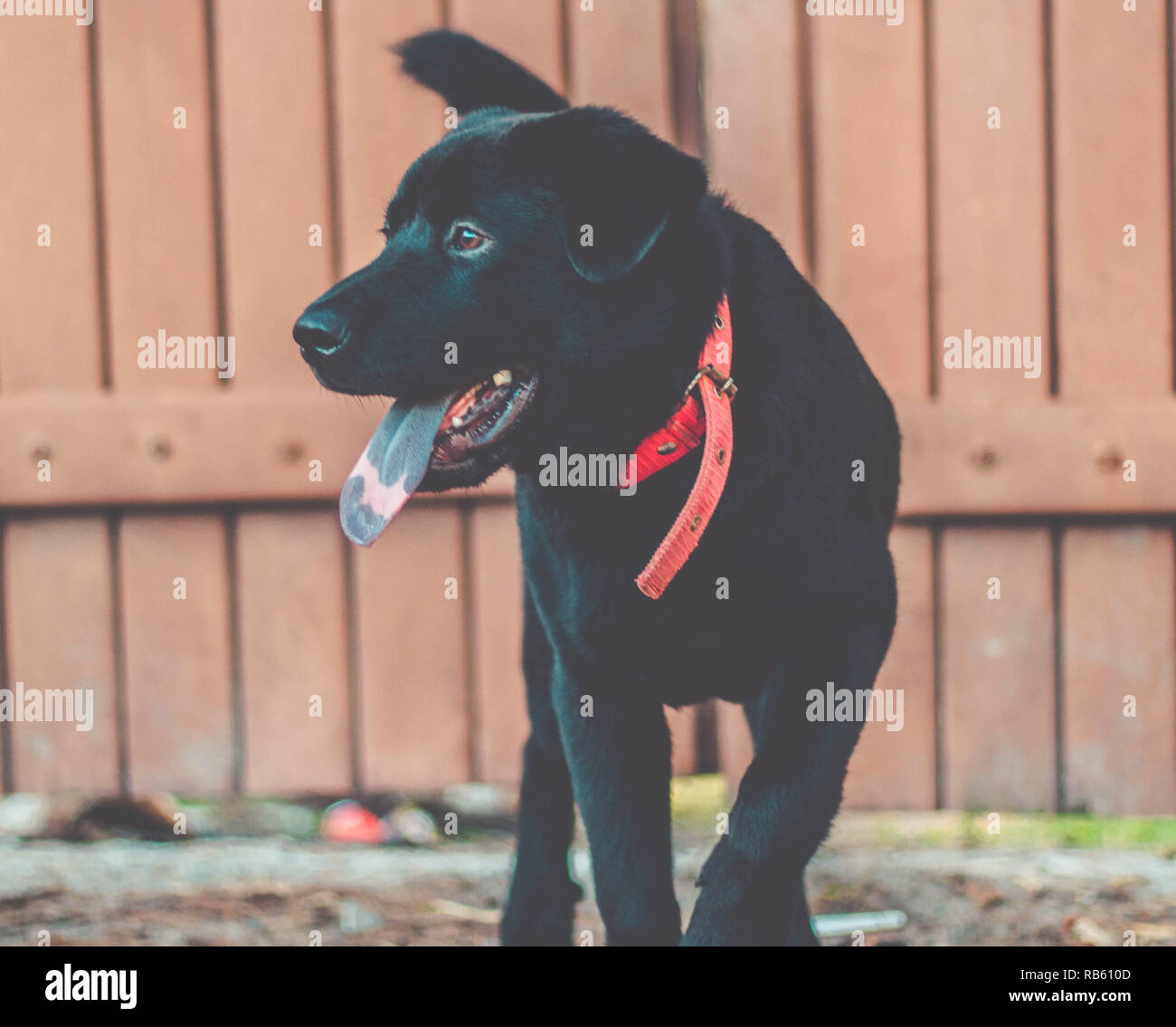 Hund mit der Zunge heraus. Schöne schwarze Labrador Retriever draußen im Garten Stockfoto