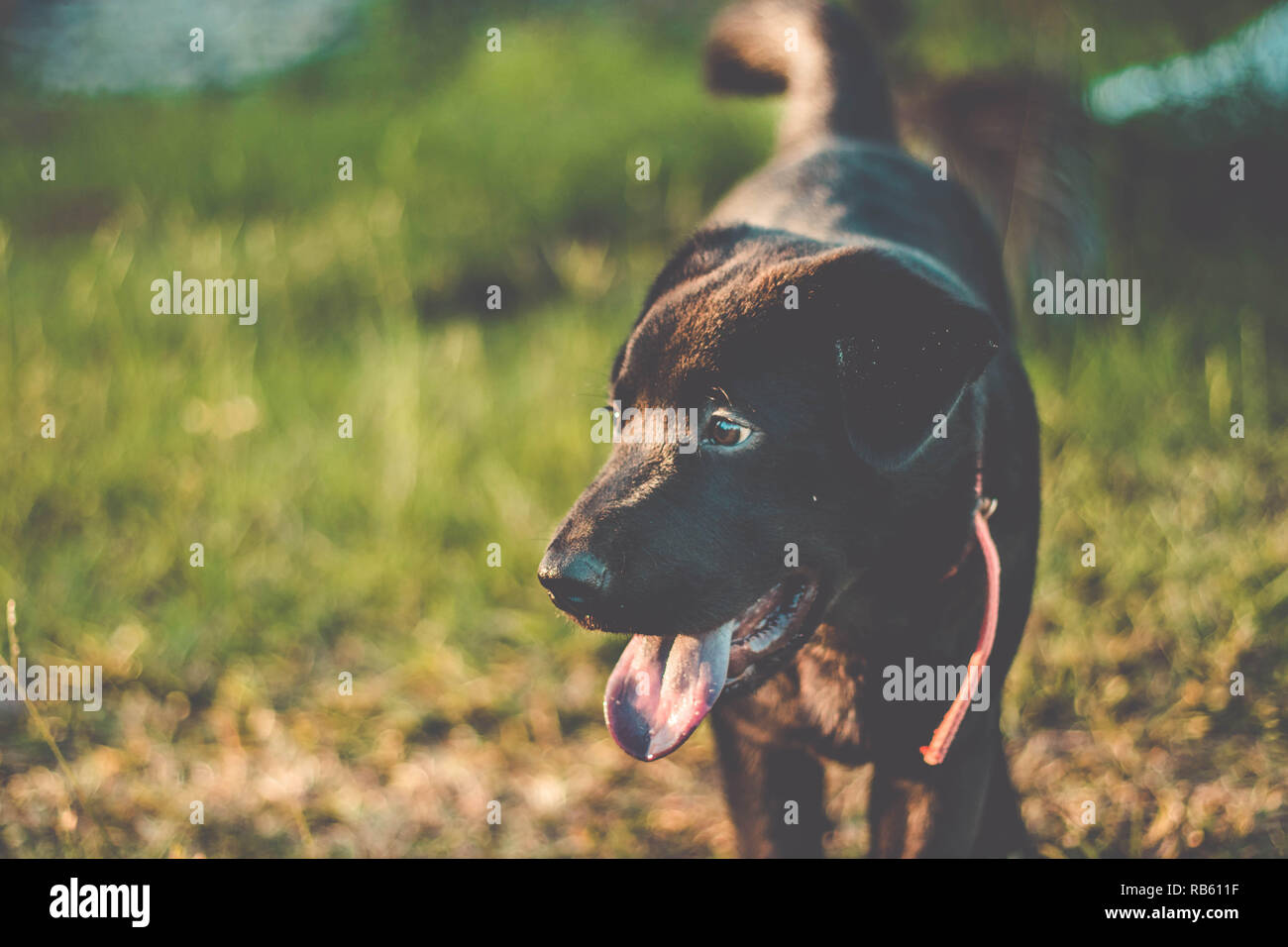 Hund mit der Zunge heraus. Schöne schwarze Labrador Retriever draußen im Garten Stockfoto
