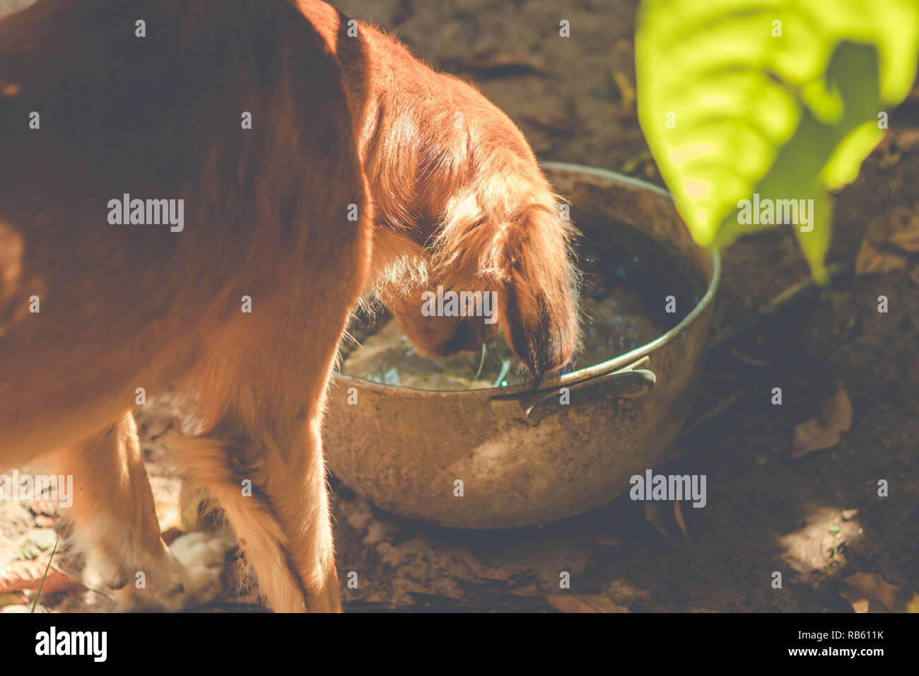 Durstigen hund Trinkwasser aus der Schüssel auf dem Bauernhof Stockfoto