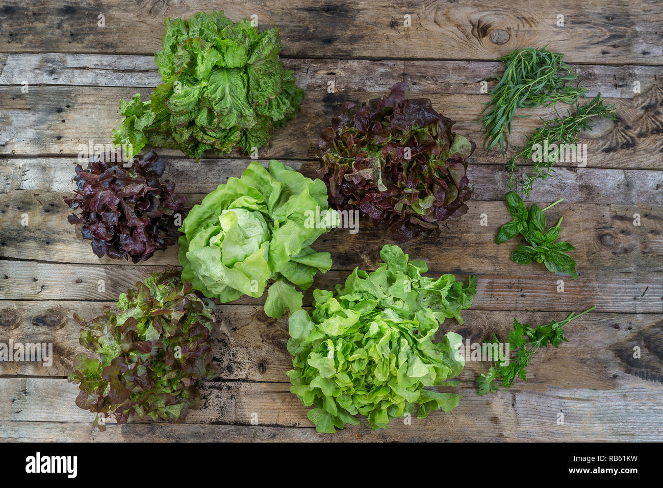 Salate. Stockfoto