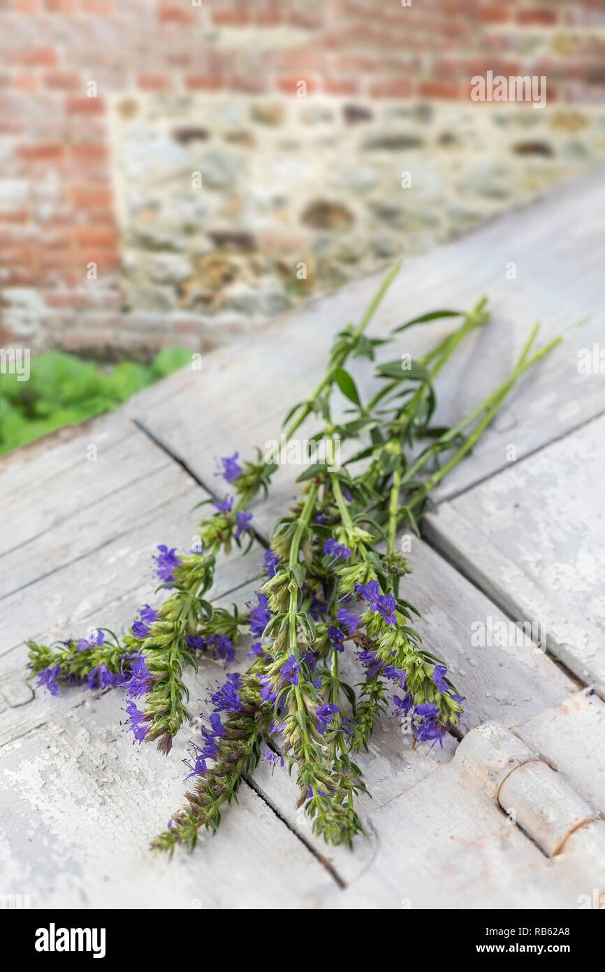 Oder ysop Hyssopus officinalis. Auf hölzernen Hintergrund isoliert. Stockfoto