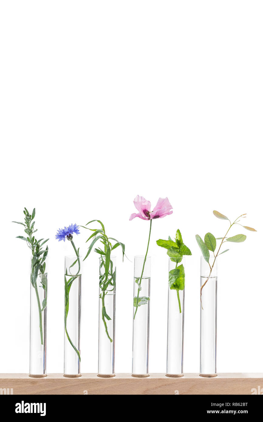 Wunderschöne Blumen auf Reagenzglas im Labor, in der Wissenschaftler Experimentieren auf Biologie und Chemie. Stockfoto