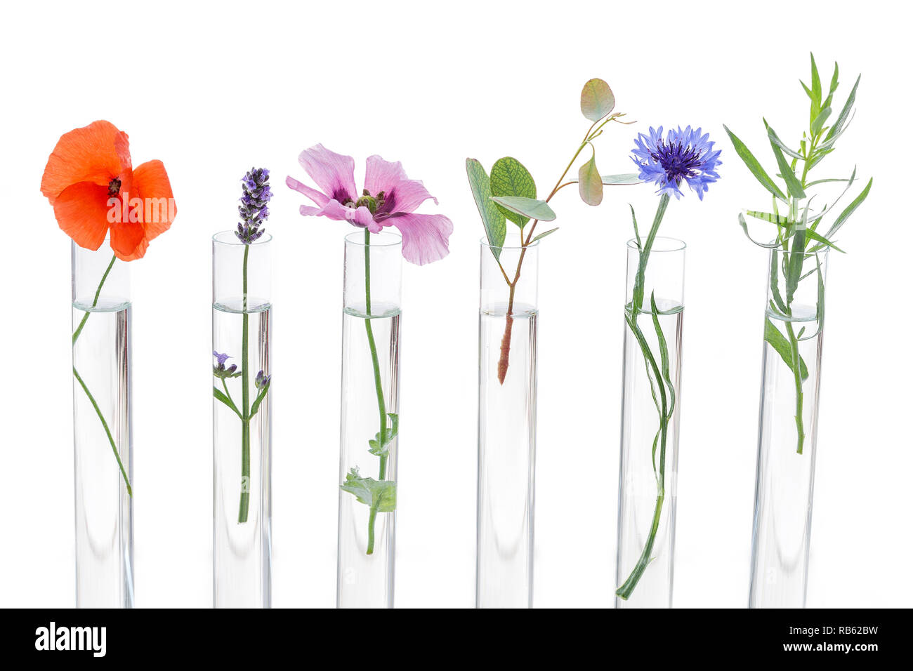 Wunderschöne Blumen auf Reagenzglas im Labor, in der Wissenschaftler Experimentieren auf Biologie und Chemie. Stockfoto