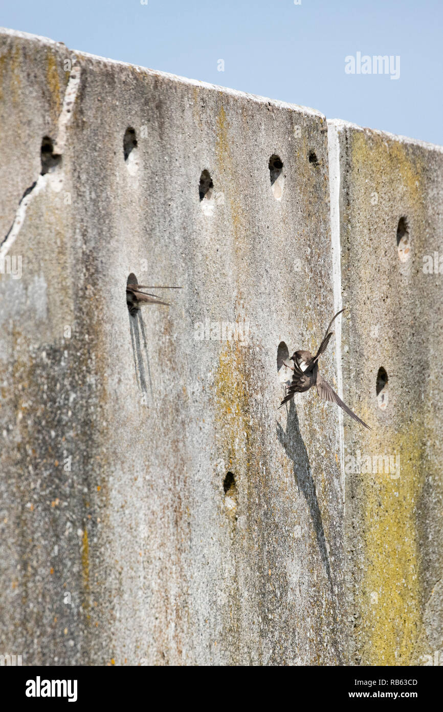 Die Niederlande, Amsterdam, Zeeburgereiland. Künstliche Wand für Nesting Uferschwalbe (Riparia riparia). Stockfoto