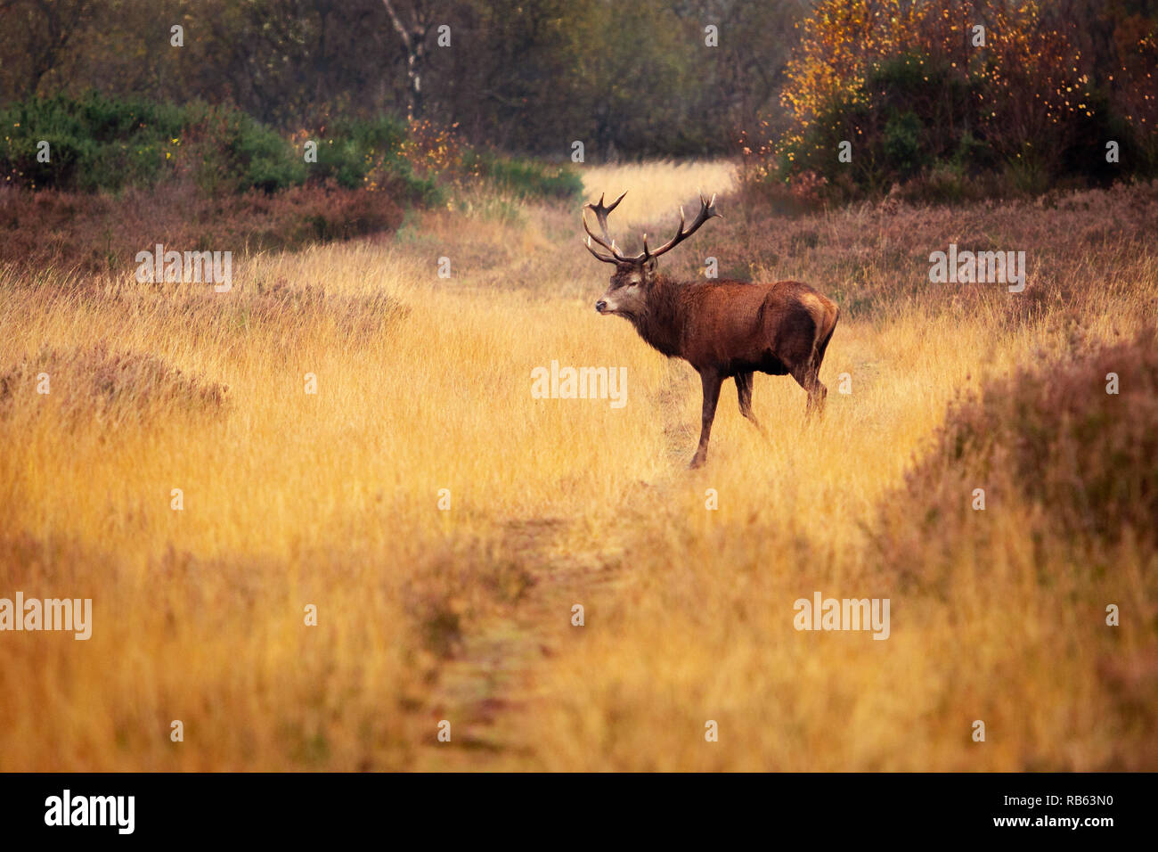 Große Rote Hirsch auf Chasewater uk Stockfoto