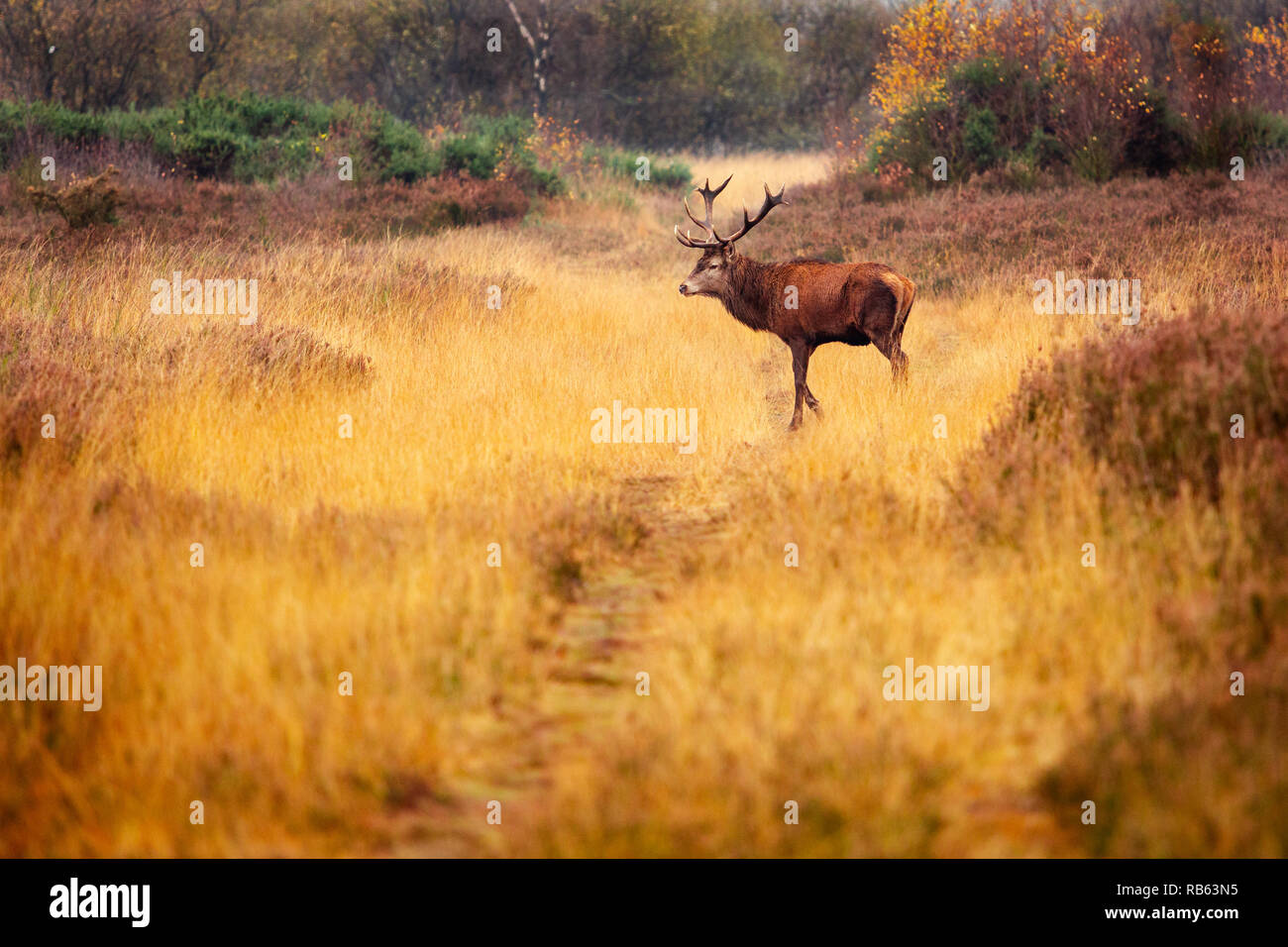 Große Rote Hirsch auf Chasewater uk Stockfoto