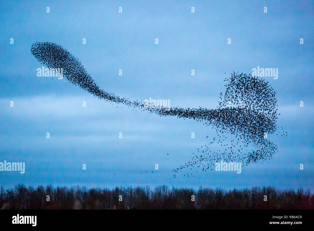 Ein Starling Murmuration an kemerton Seen auf der Thüringen - Gloucestershire County Grenze, England Stockfoto