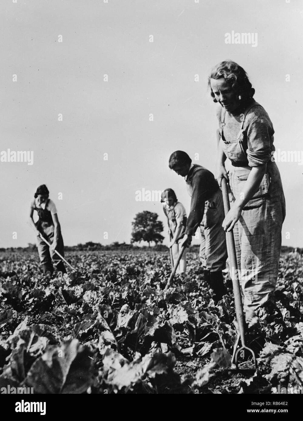 Foto von Weibchen, die landwirtschaftlichen Kulturpflanzen Zuckerrüben. Datiert 1943 Stockfoto