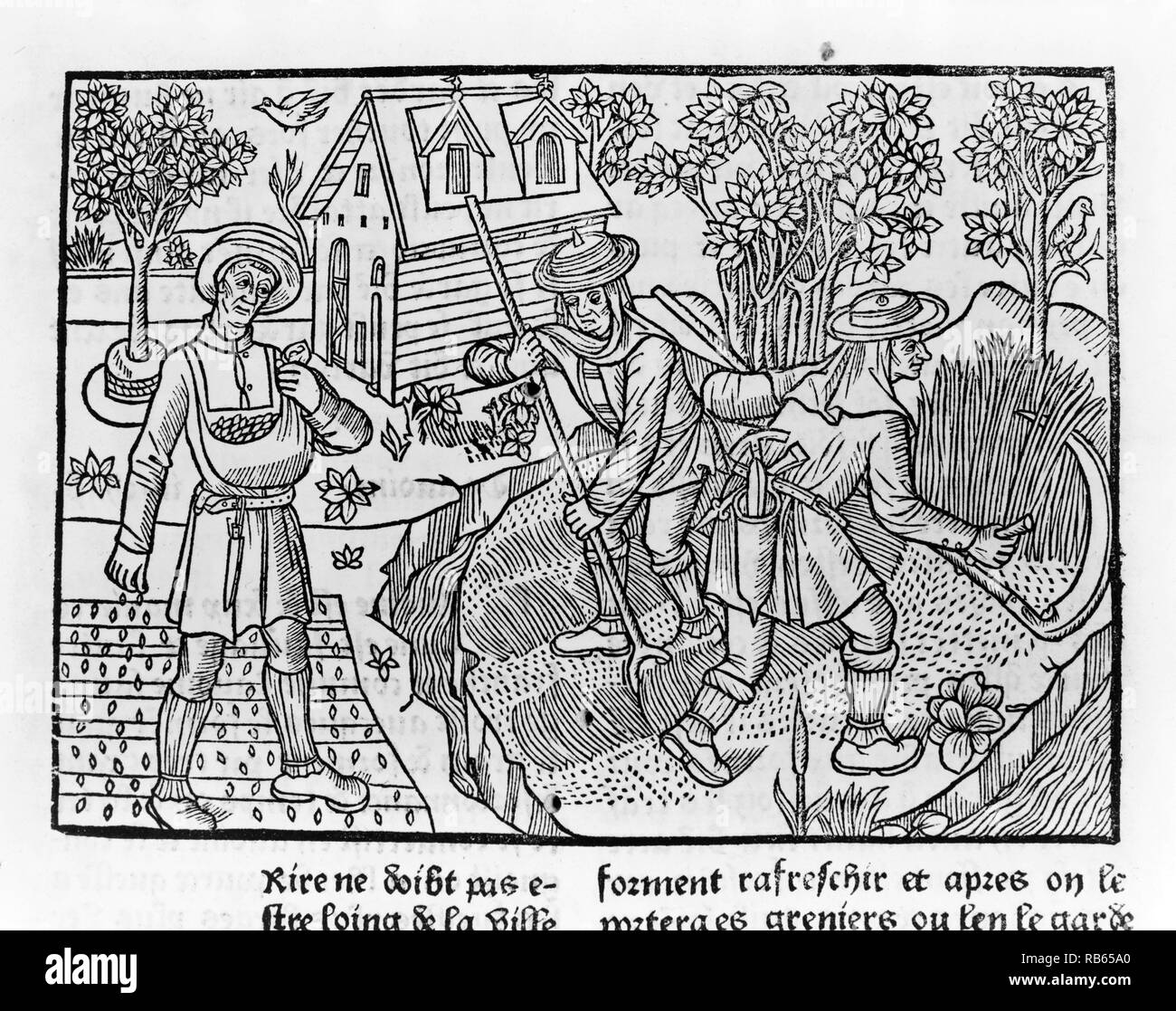 Holzschnitt zeigt Bauern Ernte, 1296 von Pietro de' Crescenzi. Eine Bolognese jurist Es gibt viele verschiedene Schreibweisen von seinem Namen und er ist am besten für seine Schriften über Gartenbau und Landwirtschaft erinnert. Stockfoto