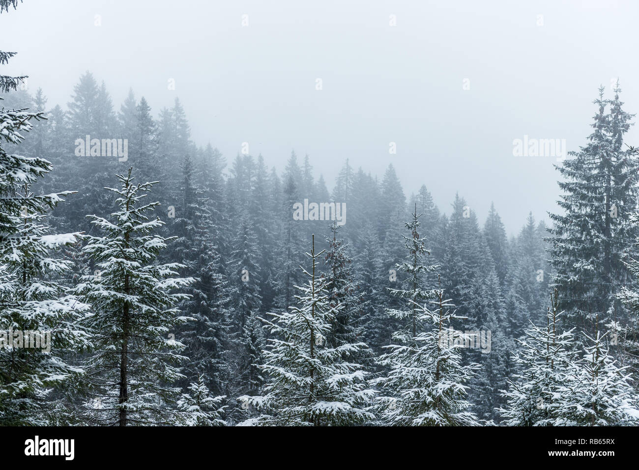 Winter Im Gantrisch Gebiet, Berner Oberland Stockfoto