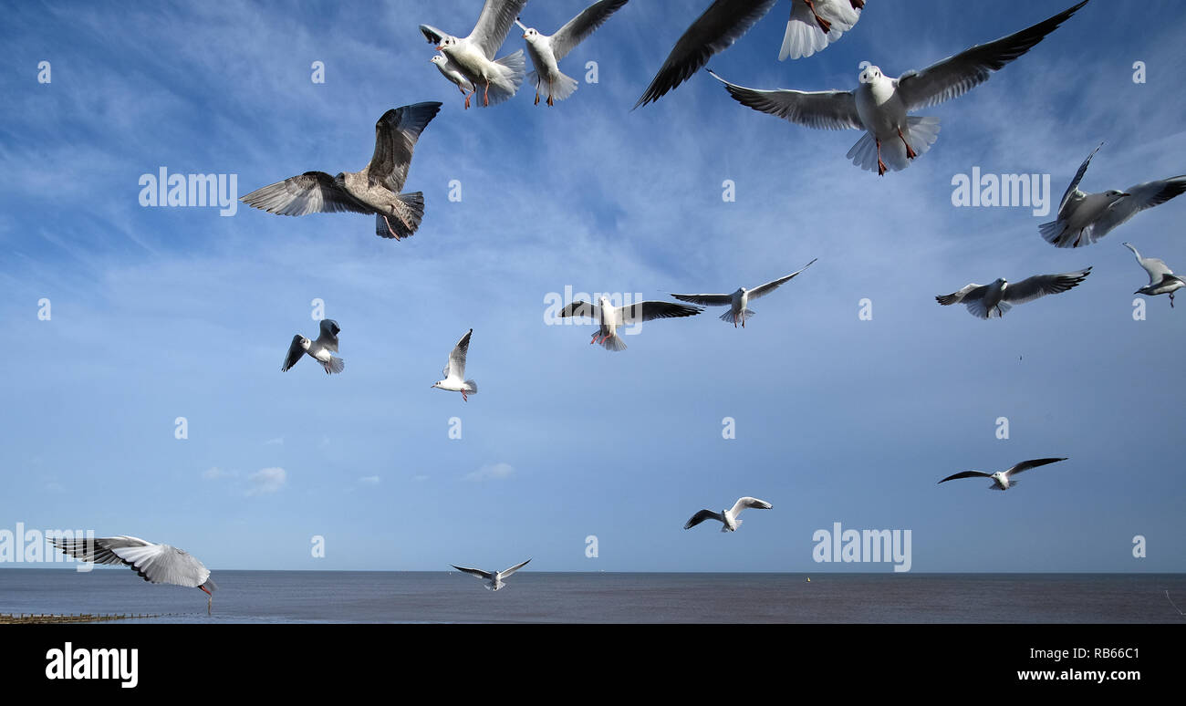 Herde der schwarzen Leitung Möwen im Winter Gefieder auf verworfen, Fisch und Chips zu füttern. Stockfoto