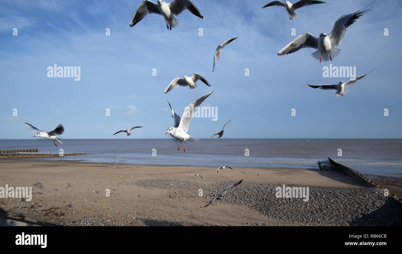 Herde der schwarzen Leitung Möwen im Winter Gefieder auf verworfen, Fisch und Chips zu füttern. Stockfoto