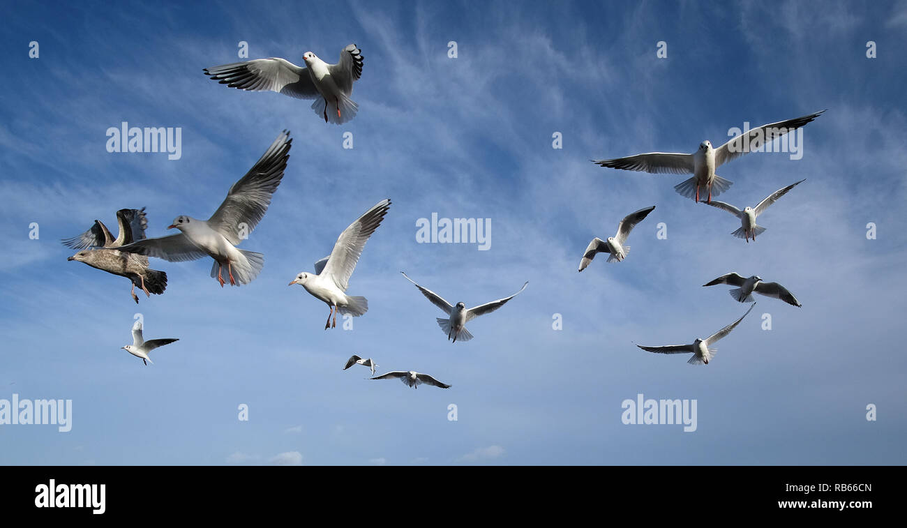 Herde der schwarzen Leitung Möwen im Winter Gefieder auf verworfen, Fisch und Chips zu füttern. Stockfoto