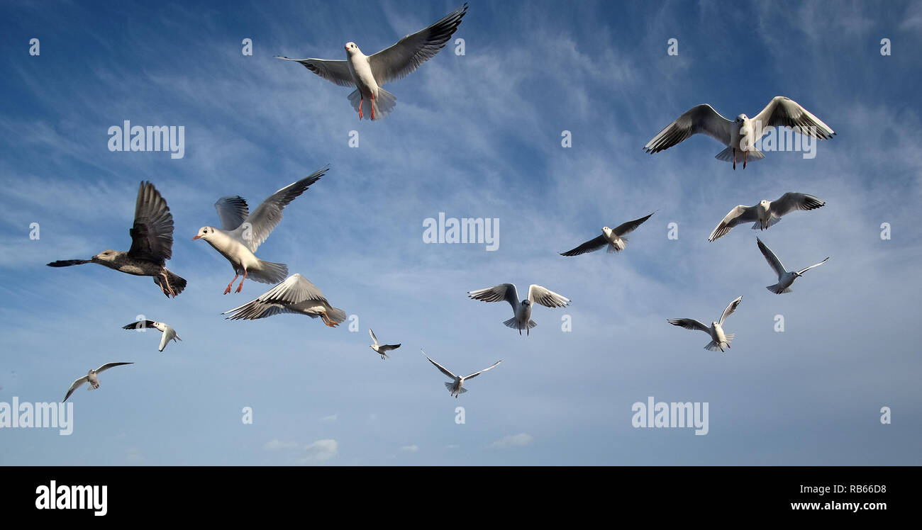 Herde der schwarzen Leitung Möwen im Winter Gefieder auf verworfen, Fisch und Chips zu füttern. Stockfoto