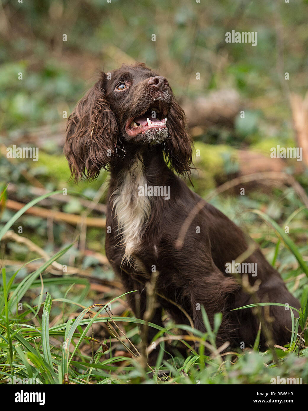 Cocker Spaniel Hund Stockfoto