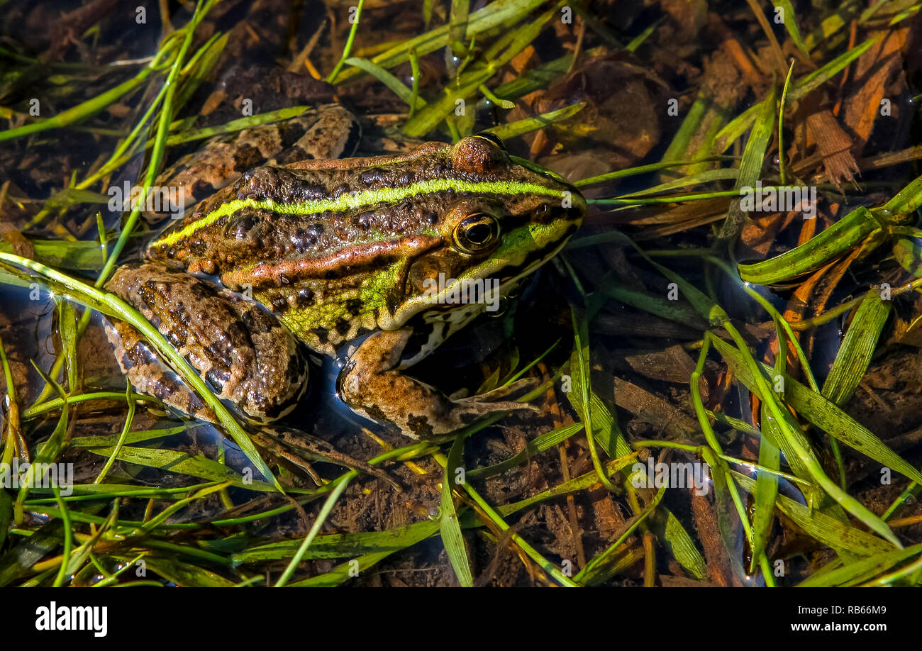 Braun Frosch entspannen im Fluss im Sommer Tag. Frosch amphibisch mit kurzen gedrungenen Körper, Feuchte, glatte Haut, und sehr langen Hinterbeine. Frosch im Fluss in der Summ Stockfoto