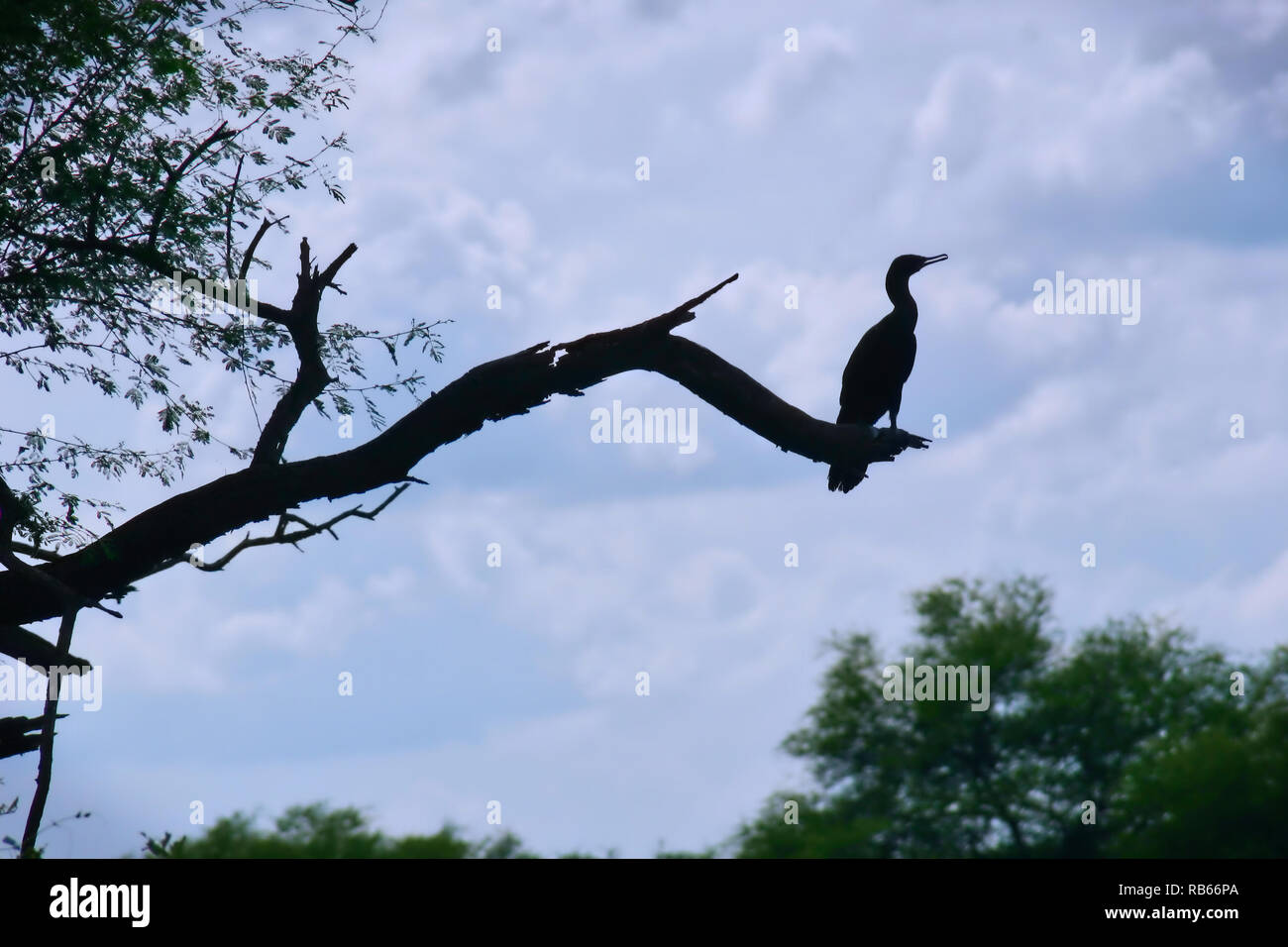 Silhouette einer Kormoran im Keoladeo Ghana National Park in Rajasthan, Indien Stockfoto