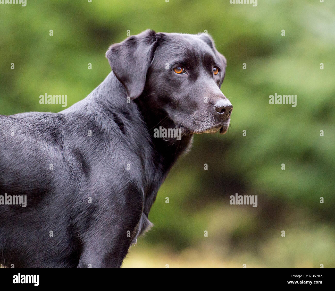 Schwarzer Labrador Retriever Hund Stockfoto