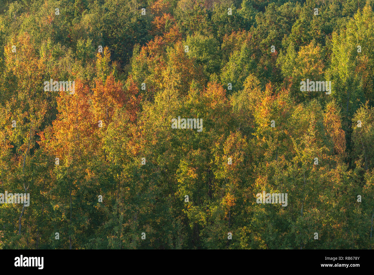 Herbstlichen Wald Stockfoto