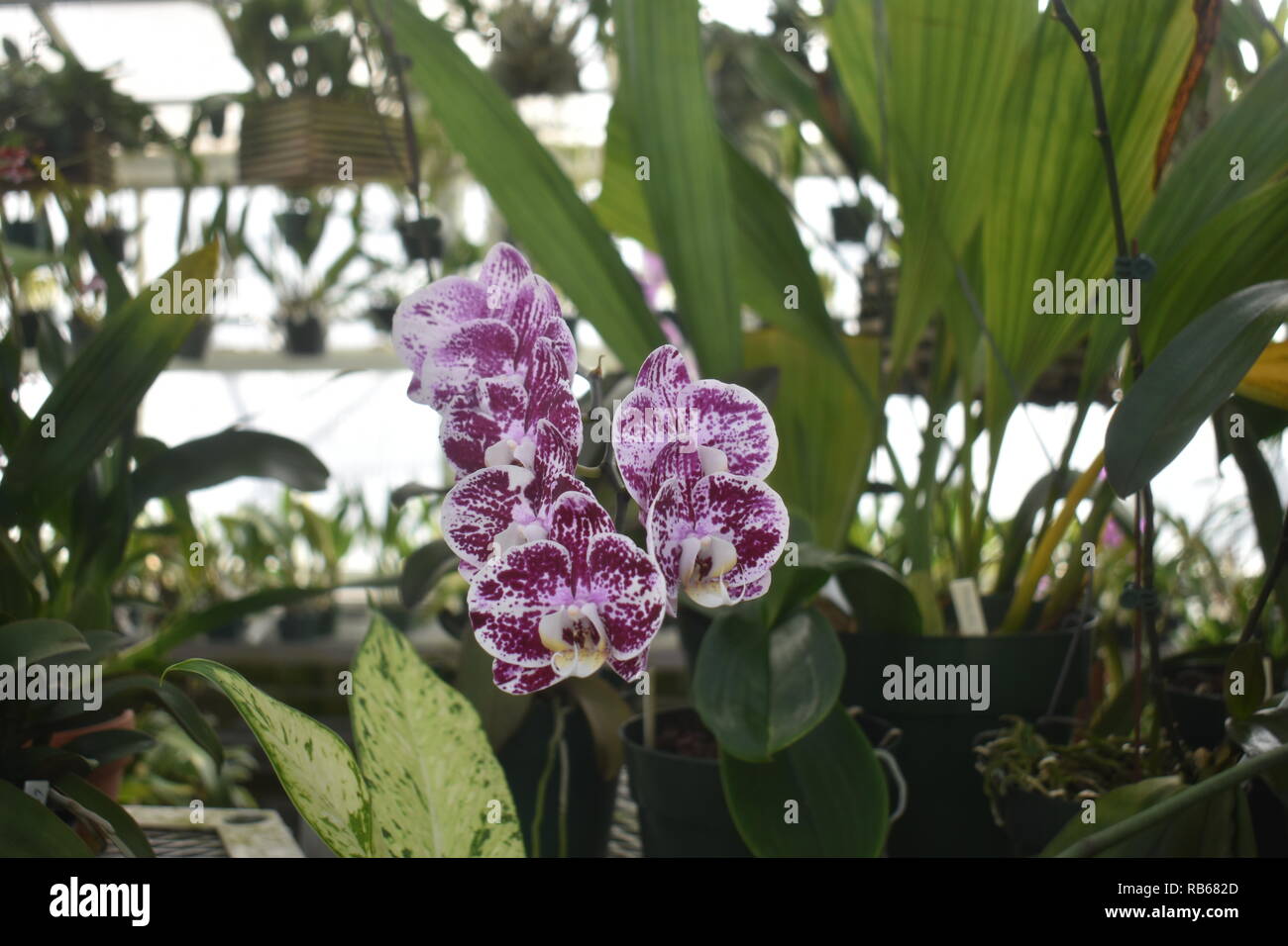 Violett und Weiß panaschierten Motte Orchideen - schönen und bunten Sorten von Orchideen in einer örtlichen Baumschule gewachsen Stockfoto