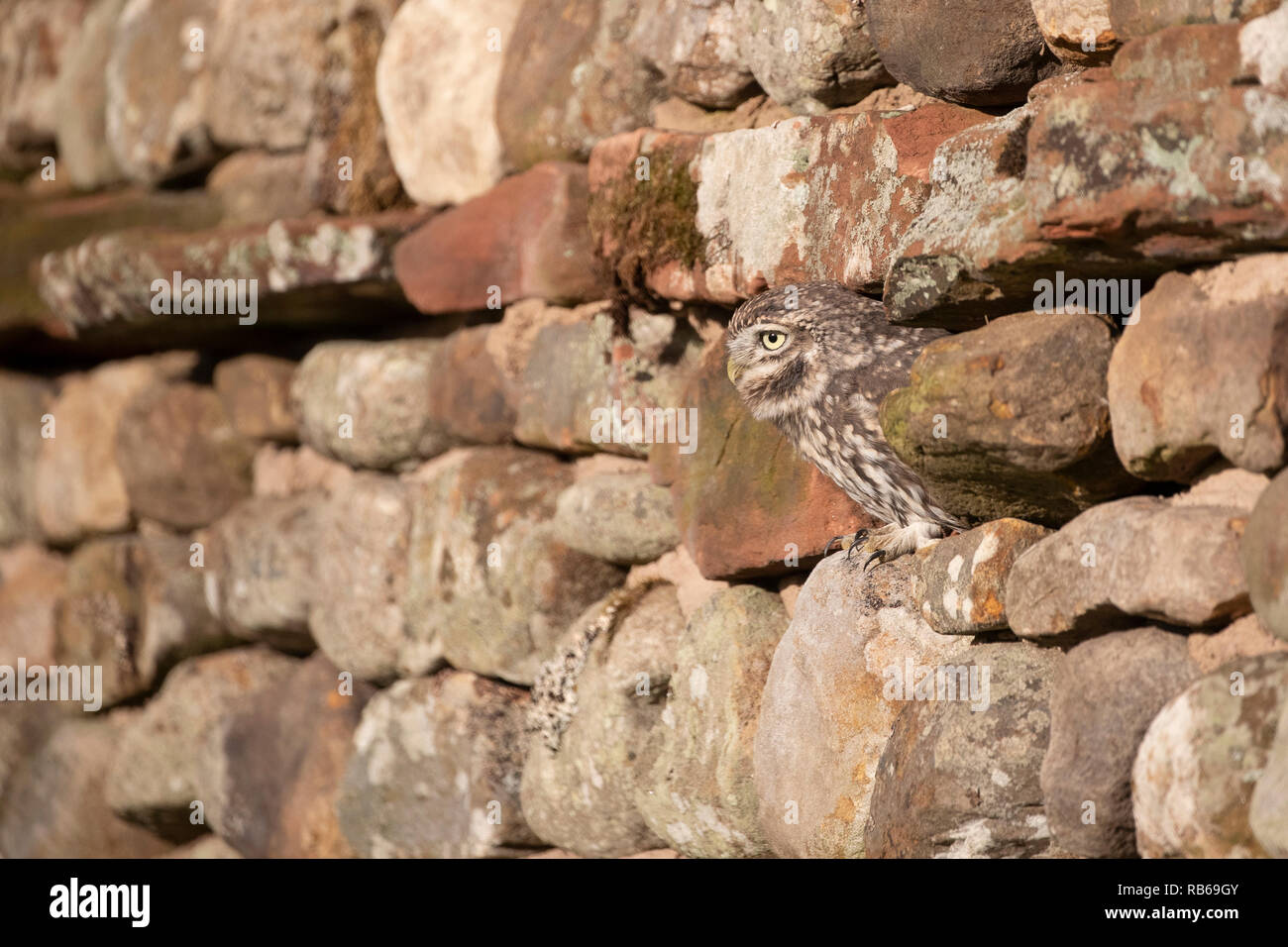 Kleine Eule in Stein Wand Stockfoto