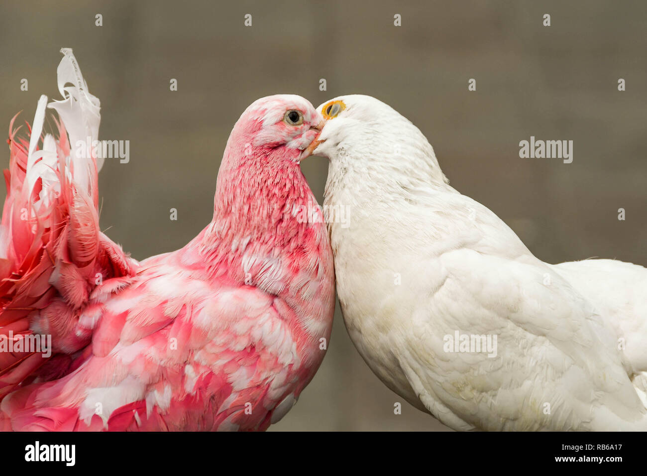 Prag, tschechische Republik - Juli 2018: Zwei liebe Vögel Küssen in Prag Stadtzentrum. Stockfoto