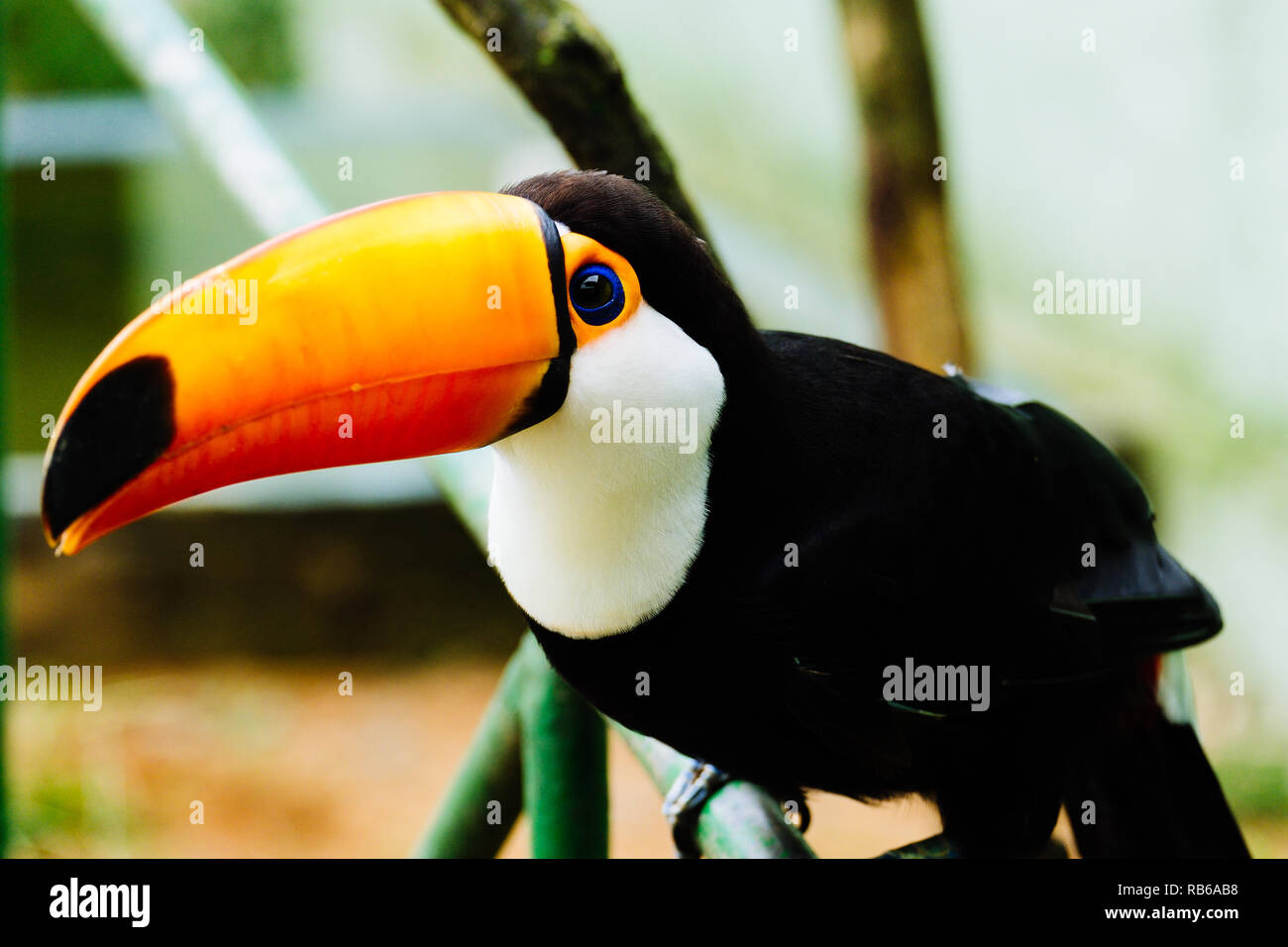 Gerettet Toucan an einem brasilianischen Zoo. Stockfoto