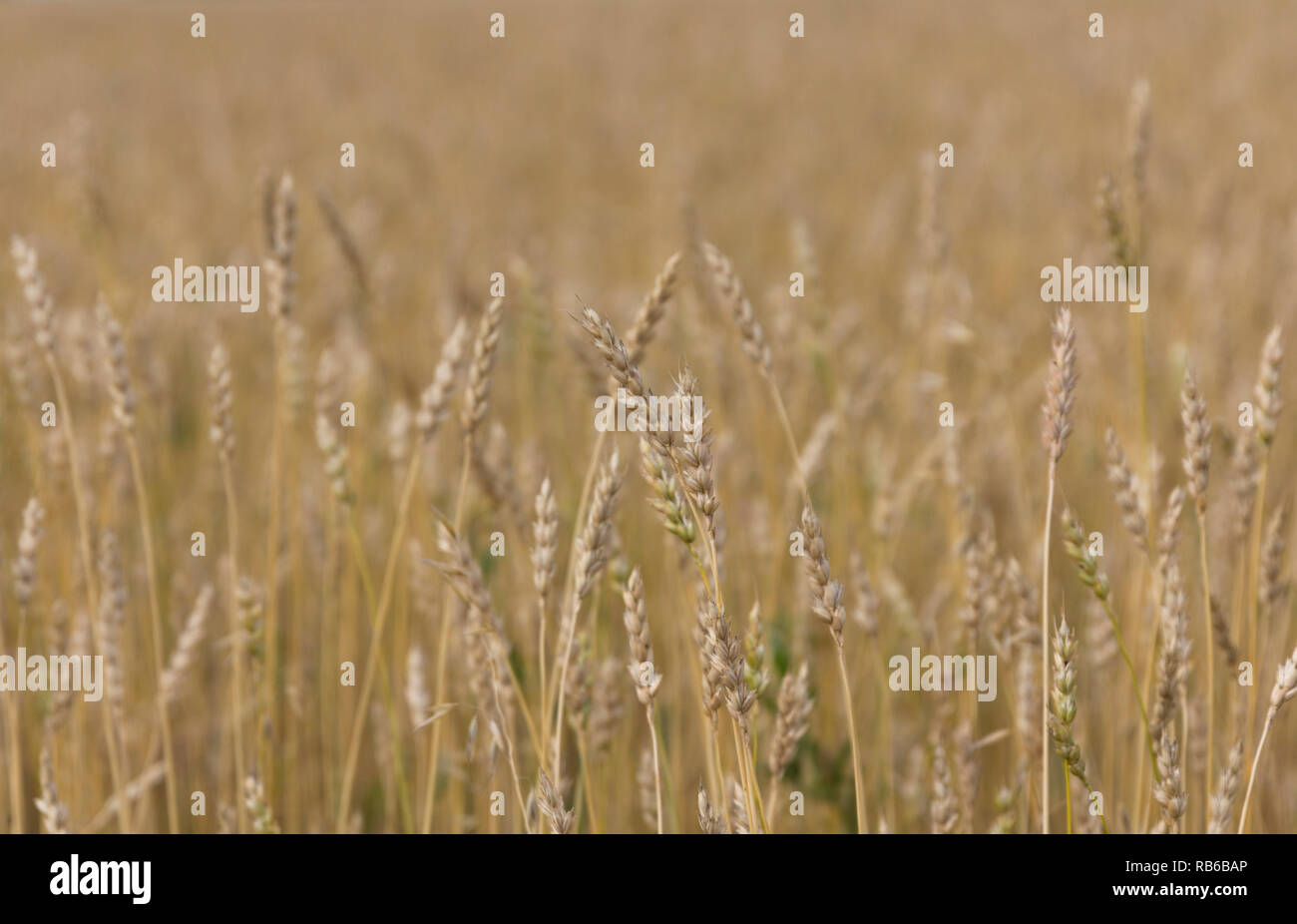 Gelbes Korn reif für die Ernte wachsen in einem Feld-Hof Stockfoto